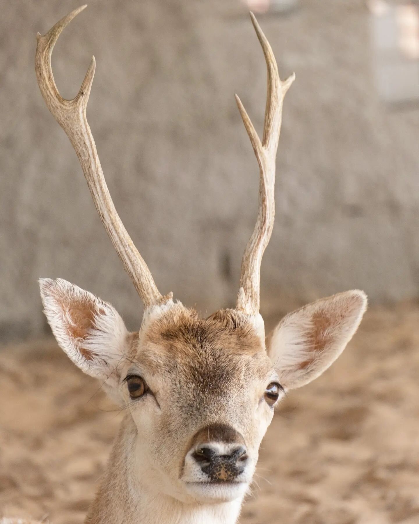 Abu Bambi is waiting for you! 😁
Book your visit on whatsapp (contact tab in bio) and enjoy your time feeding and petting our beautiful animals or an unforgettable desert ride with our camels!

📸 @lucagoesoffroad

#dubai #dxb #emirates #desert #deer