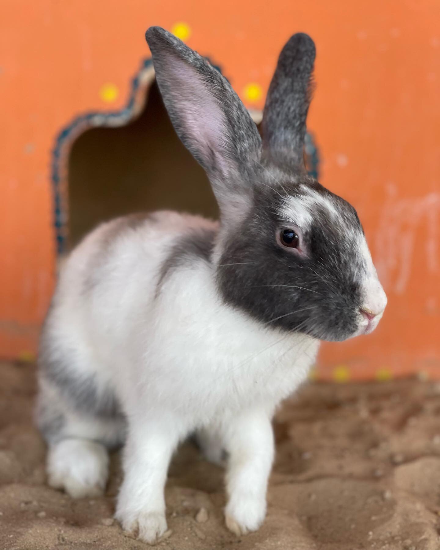 Have you met our new bunnies yet? We recently helped rescue some bunnies &amp; gave them a home with us at the farm 🐰

#dubai #dxb #emirates #desert #sand #dunes #middleeast #rabbits #bunnies #rescuedanimals #animals #babyanimals #thecamelfarm #came