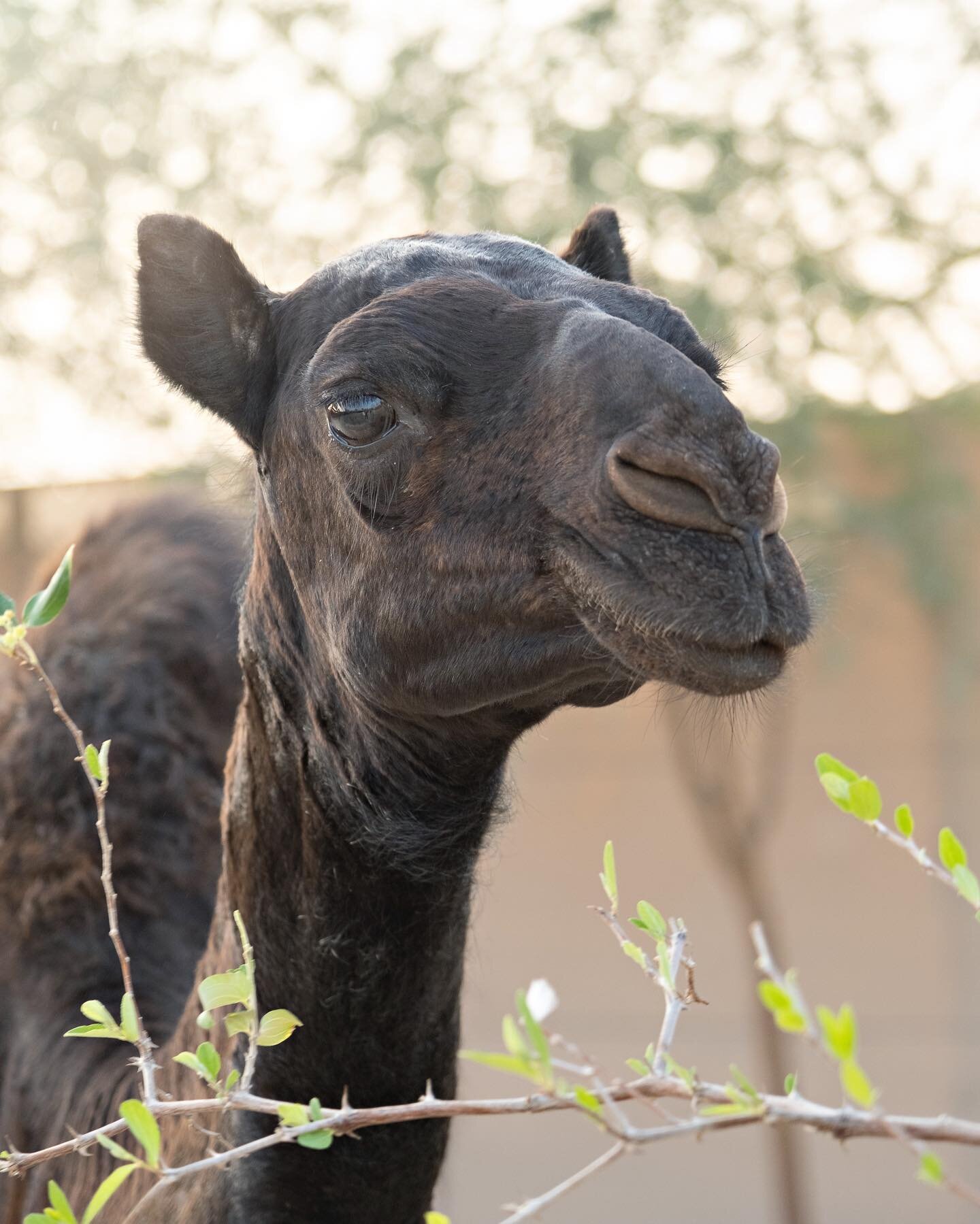 Our youngest camel Mr Mustafa comes with a beautiful story, come visit him to find out 🐪 

📸 @lucagoesoffroad 

#dubai #dxb #emirates #desert #sand #dunes #middleeast #camels #camelmilk #camelrides #dubaidesert #animals #babyanimals #thecamelfarm #