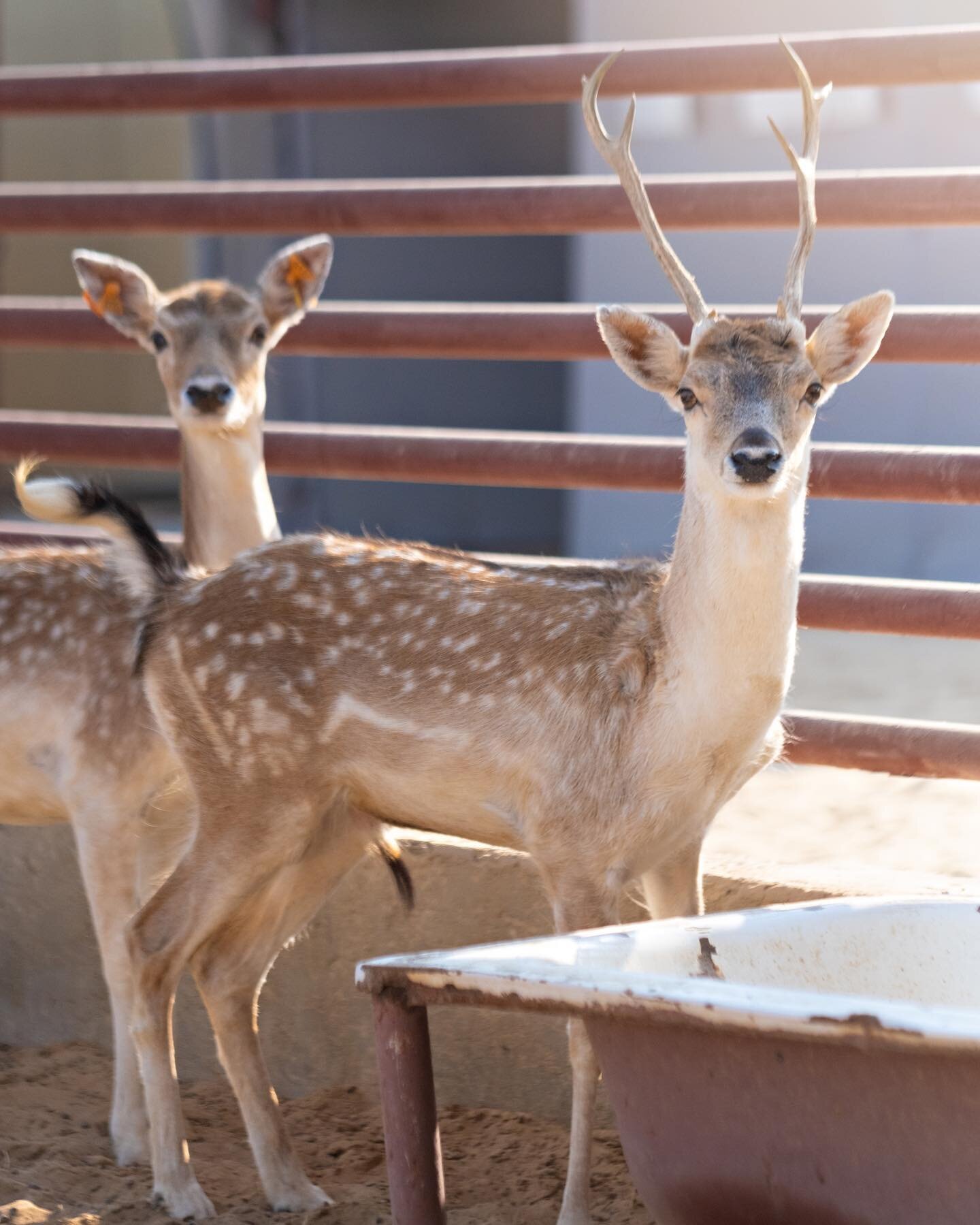 Yes guys you heard right, the weekend is here! 
Have you booked your visit yet? We&rsquo;re open 10am-5pm Saturday and Sunday so WhatsApp us to book your visit now!

#dubai #dxb #emirates #desert #sand #beduoin #dunes #middleeast #deer #animals #baby