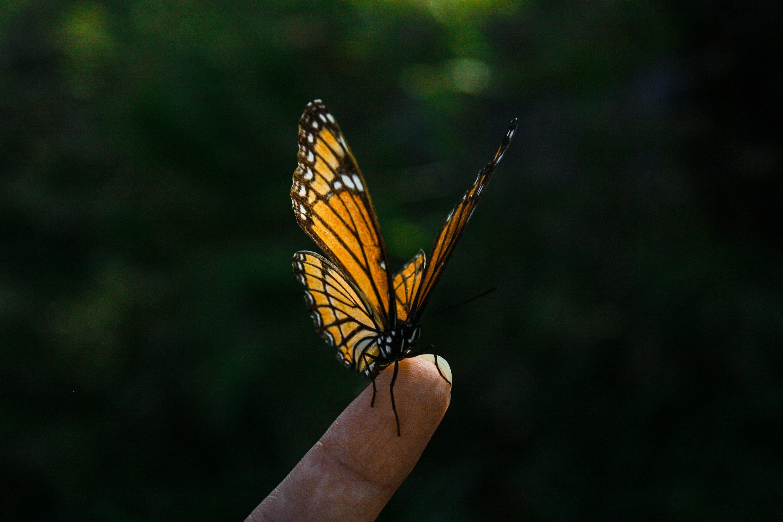 A butterfly on someone's finger