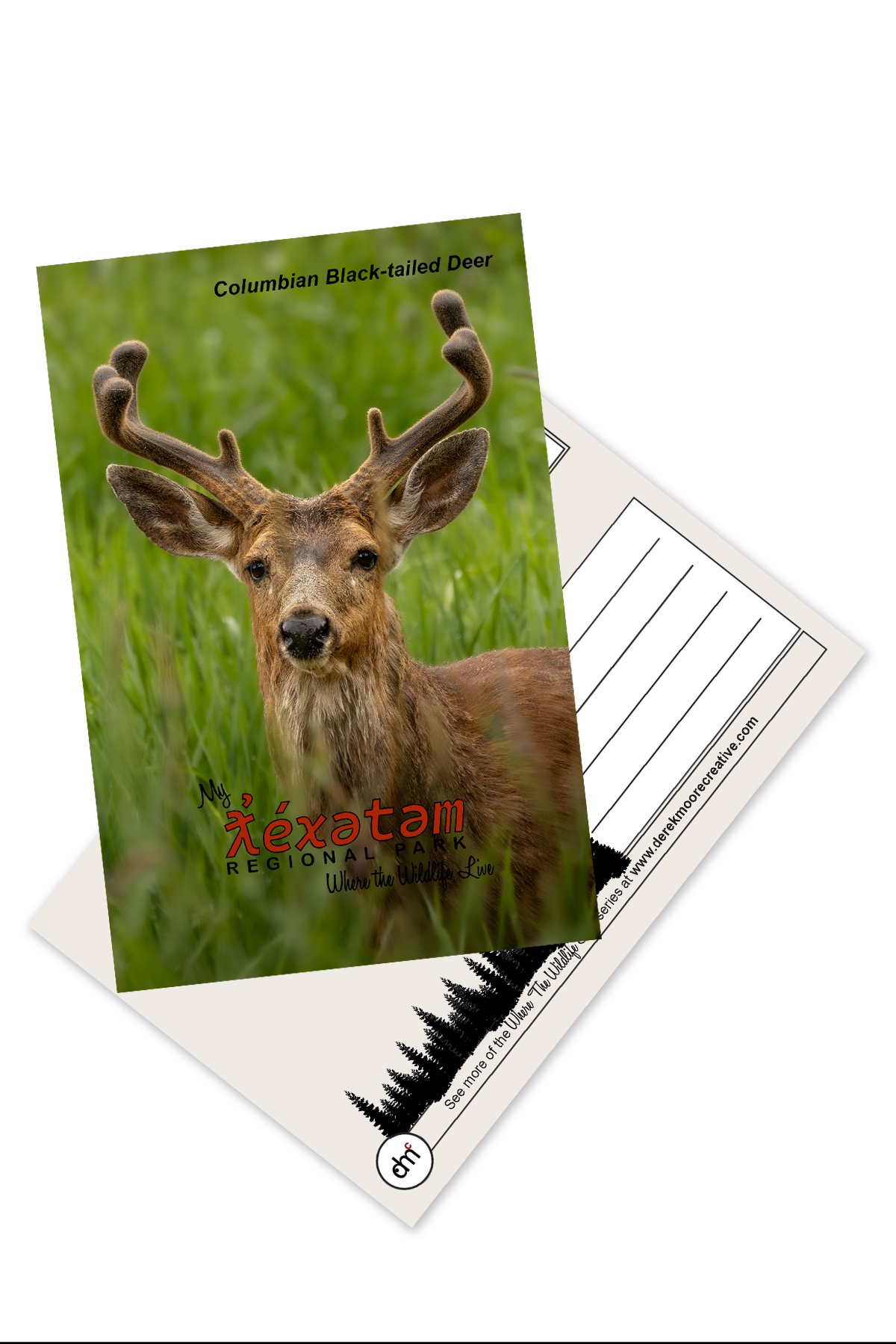 DeerMale_Postcard_FrontAndBack.jpg