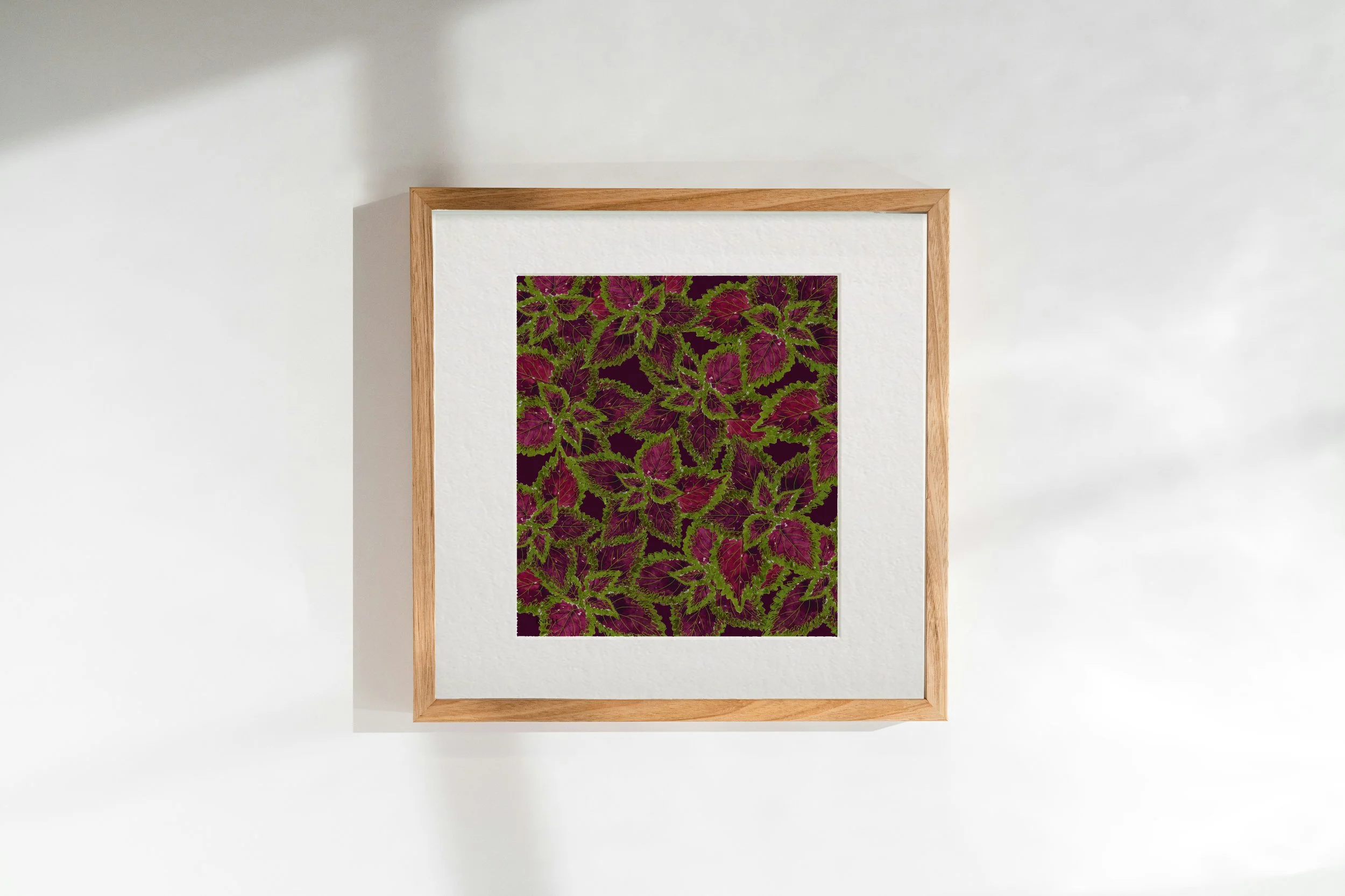 Il-Ġardina | Coleus | Art Print