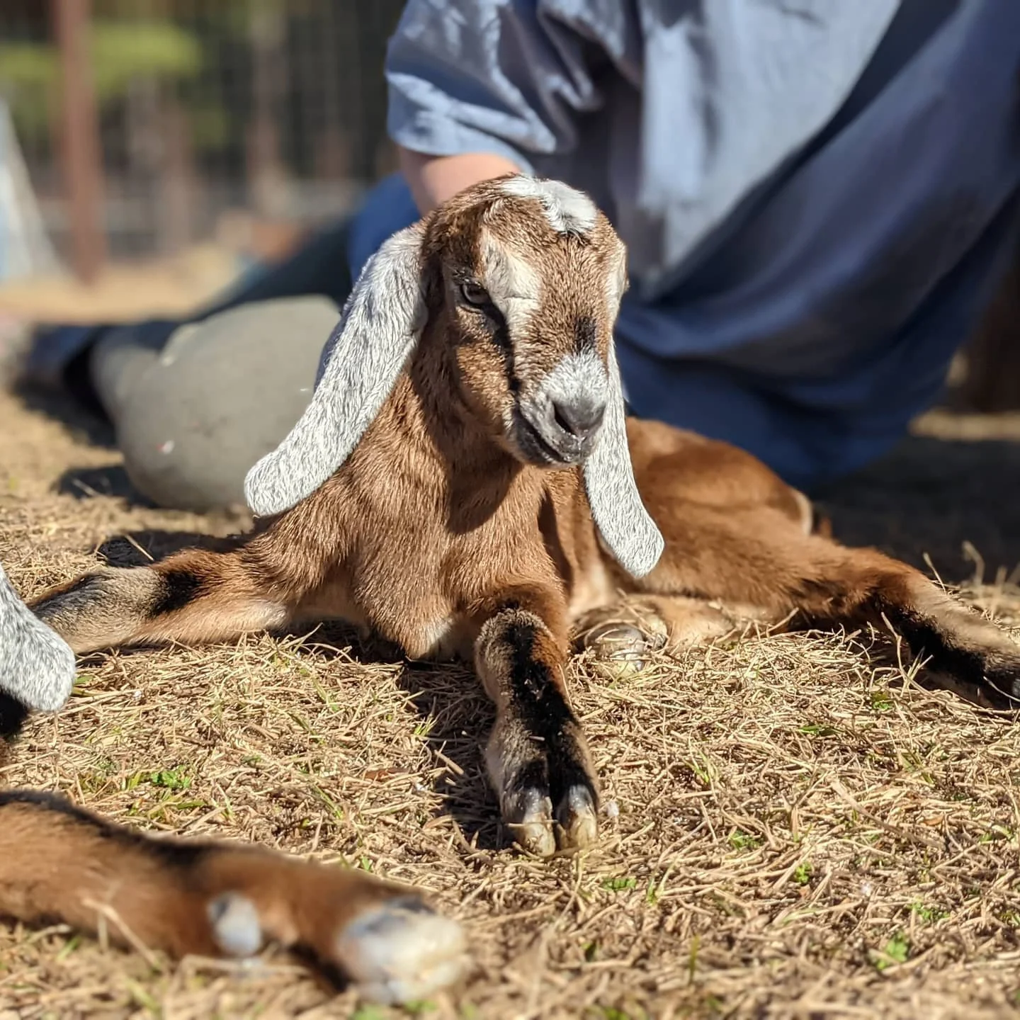 goat.jpg