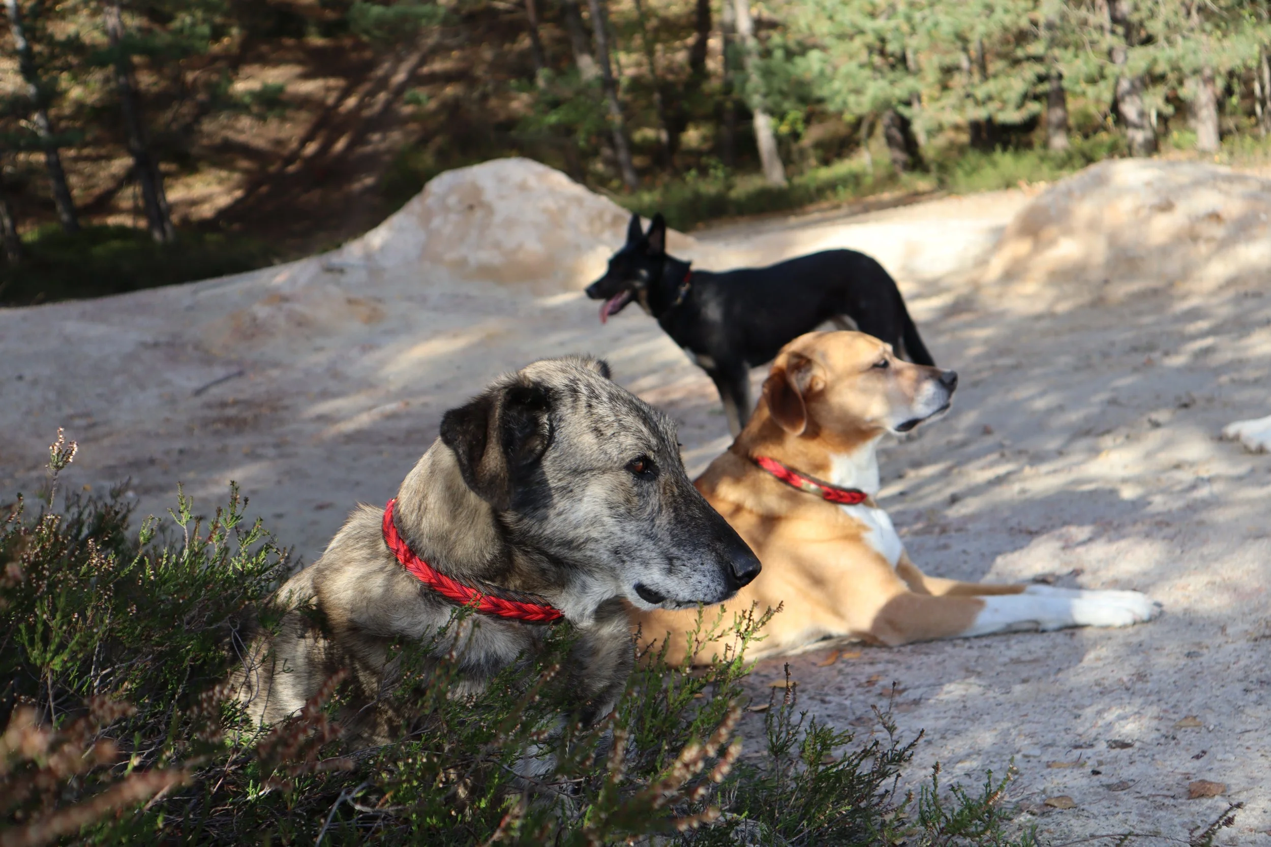 Die 28-Tage-Beziehungs-Challenge