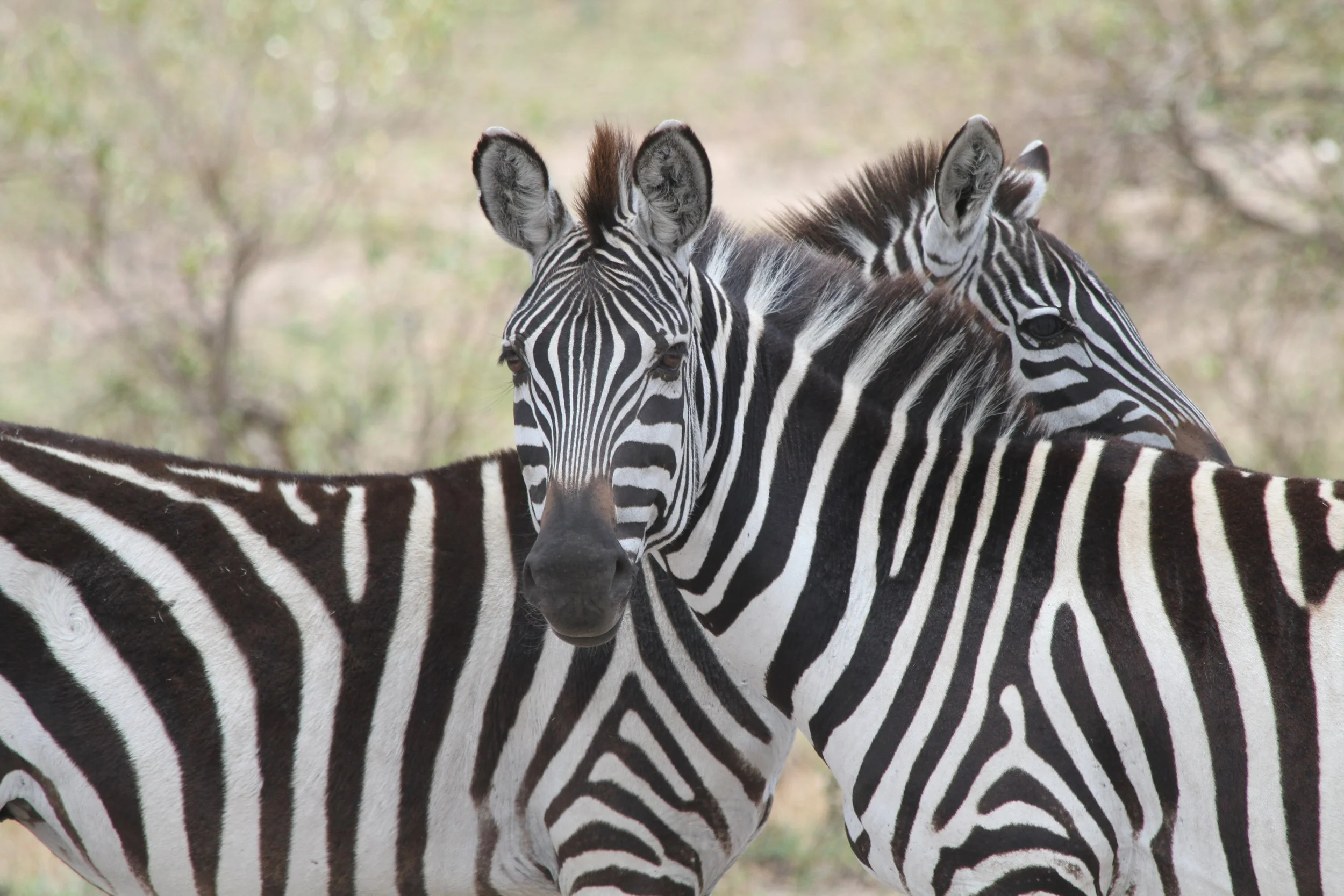 The Serengeti, Tanazania