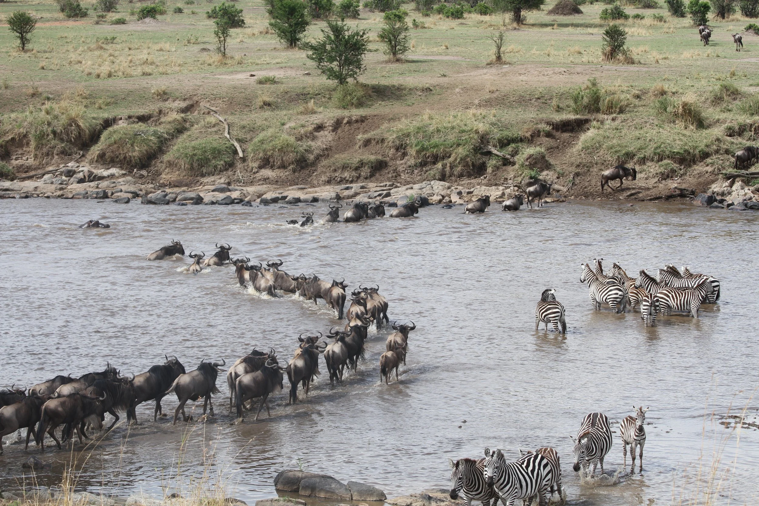 Mara River. Tanzania