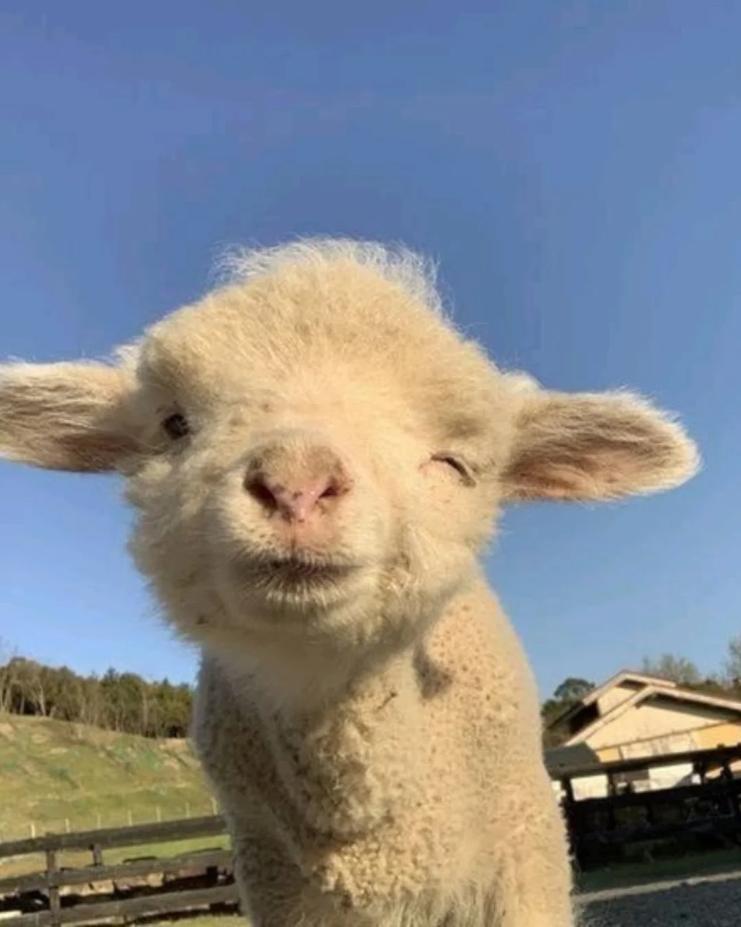 Spring is springing angels!! 🙂🌷 

I like to think of tomorrow as the first official day of Spring cos it&rsquo;s my birthday hehe 🙊💅 

In Traditional Chinese Medicine Spring is the season of the Wood element which signifies birth, creation, new b