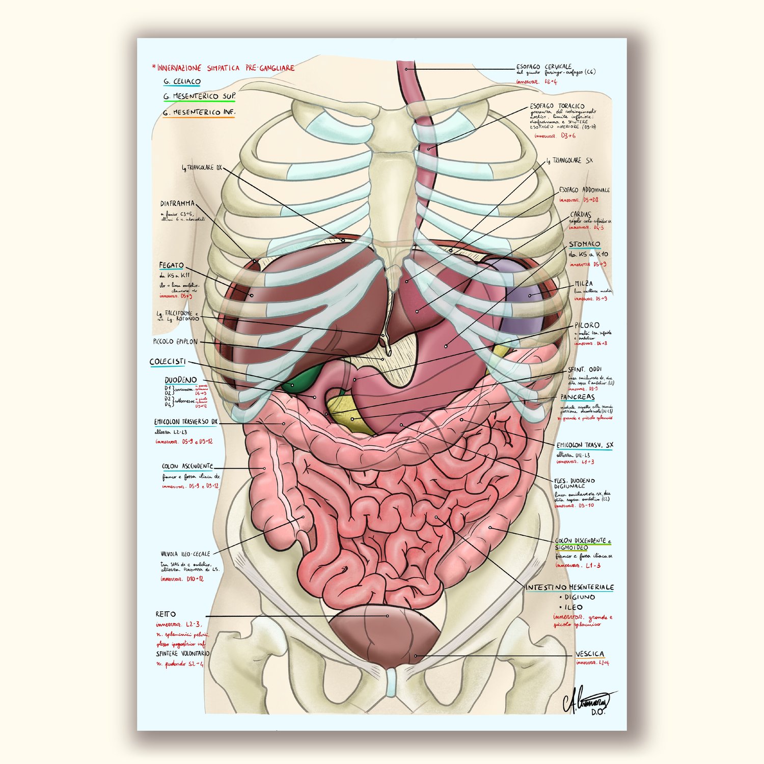 Anatomia Viscerale — Anatomia del Cimma