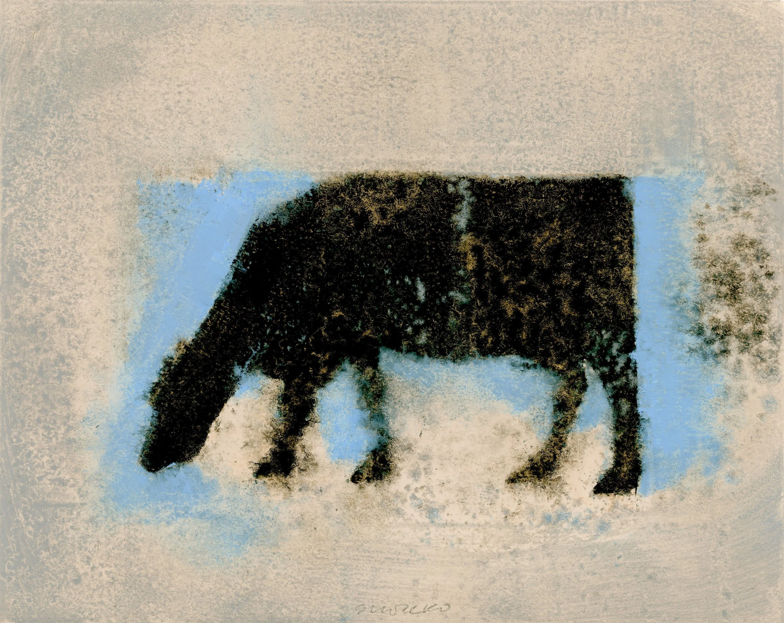 Black grazing cow with blue outlines, oil on paper.