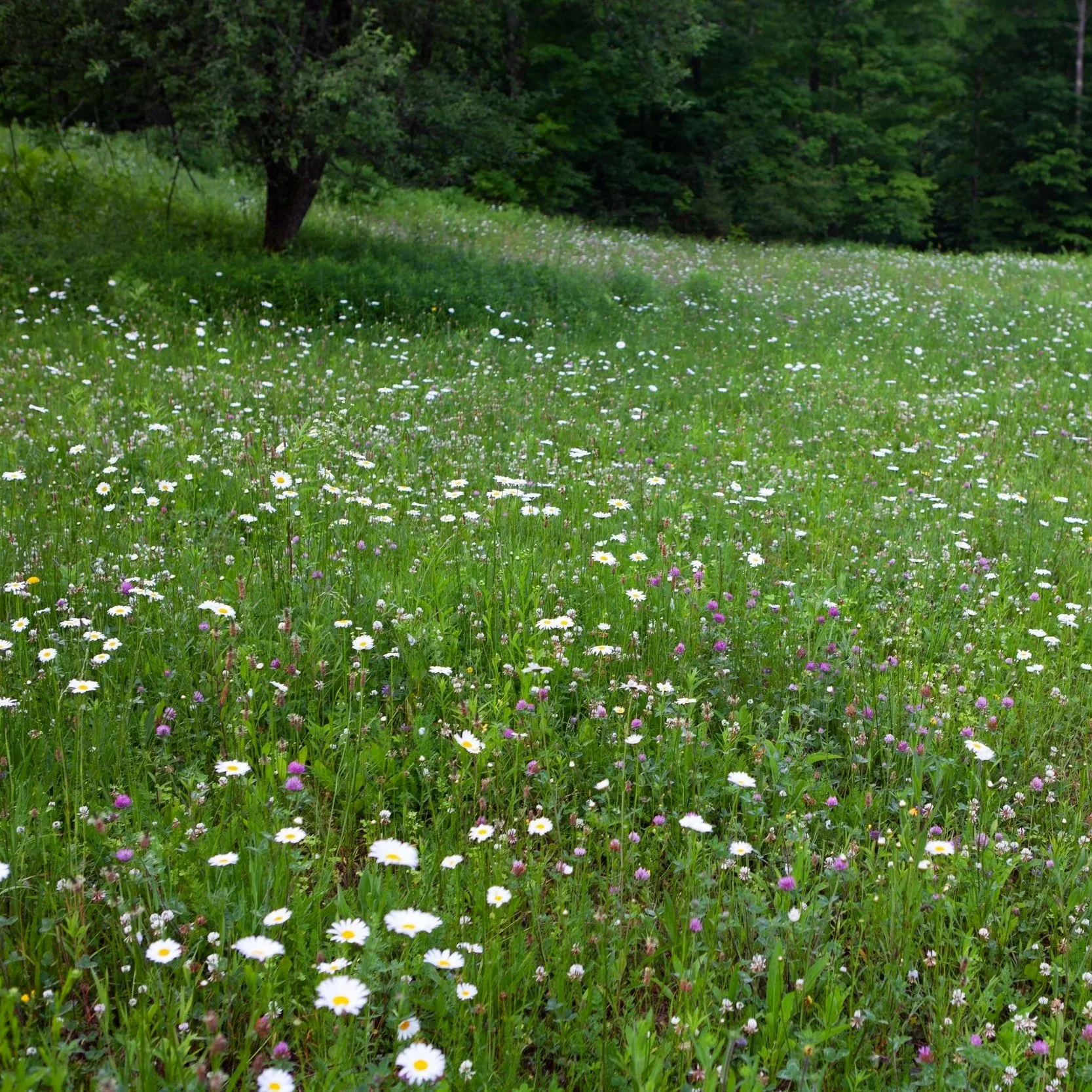 A lush, green meadow filled with white daisies and small pink flowers, with trees and a dense forest in the background.