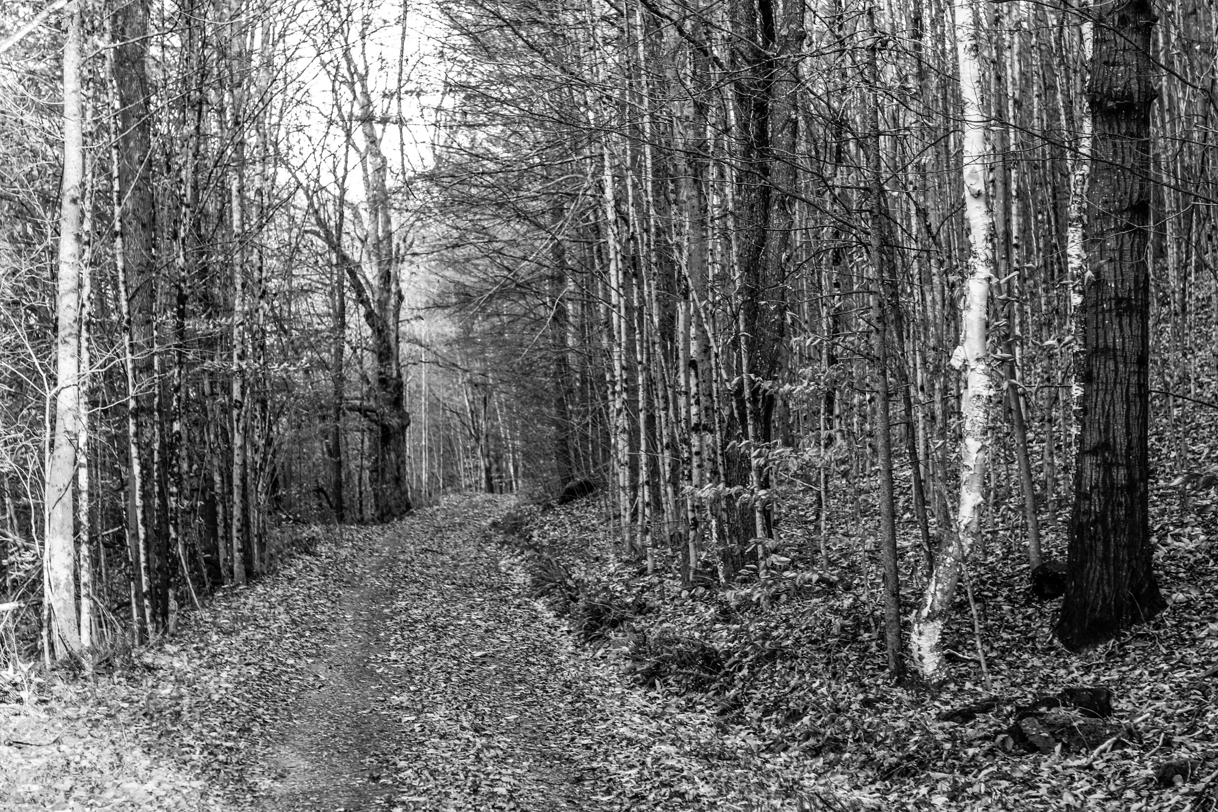 Old road winding through the Vermont woods.