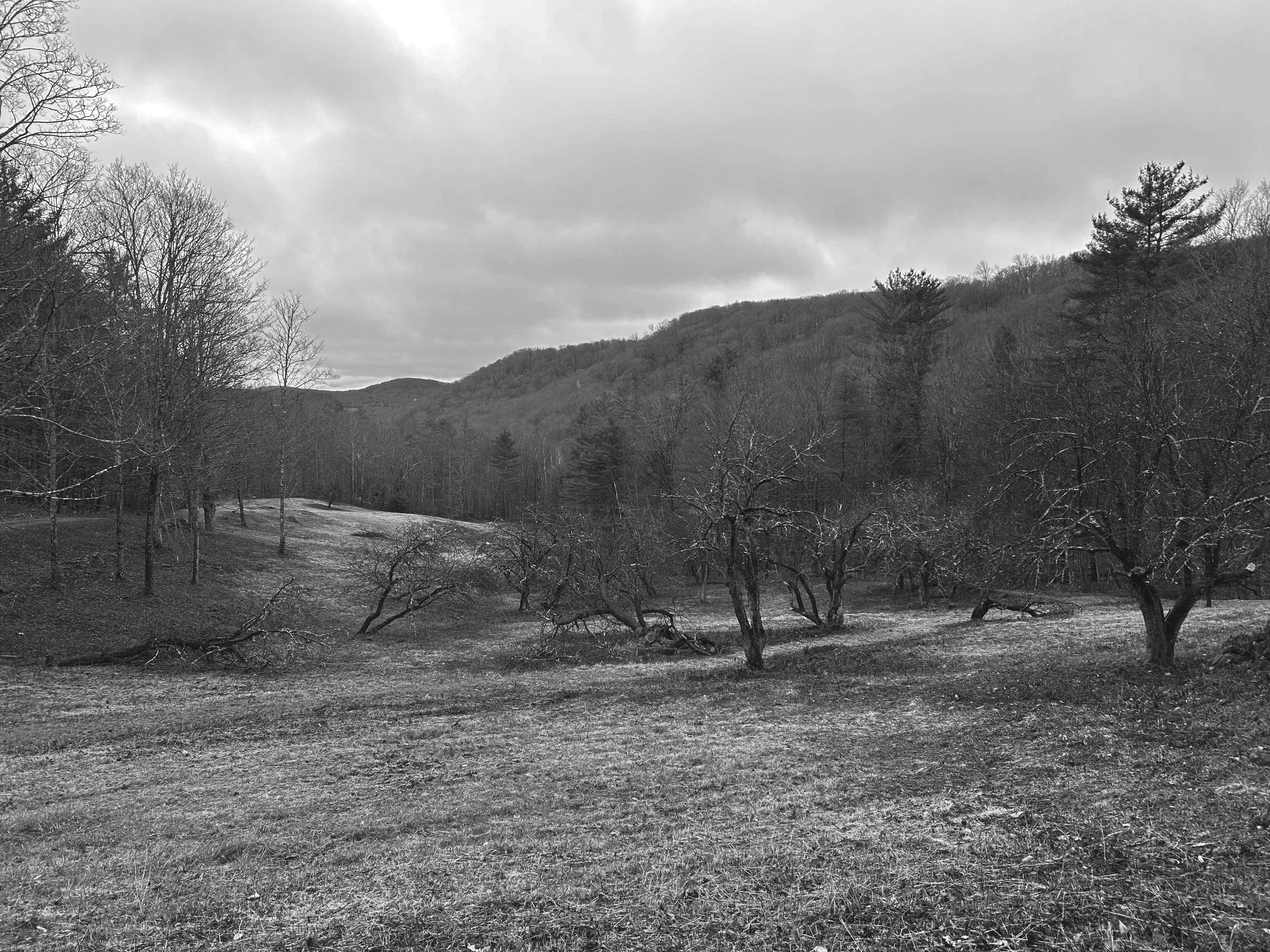 Old apple orchard with mountain ridge-line in the background.