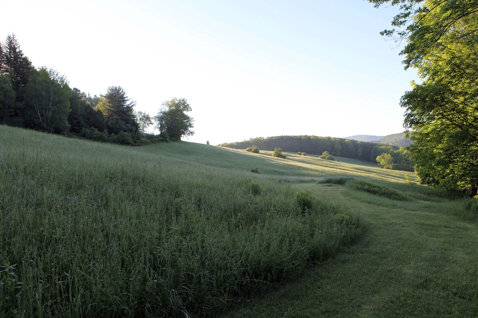 A hillside meadow with sun rising.