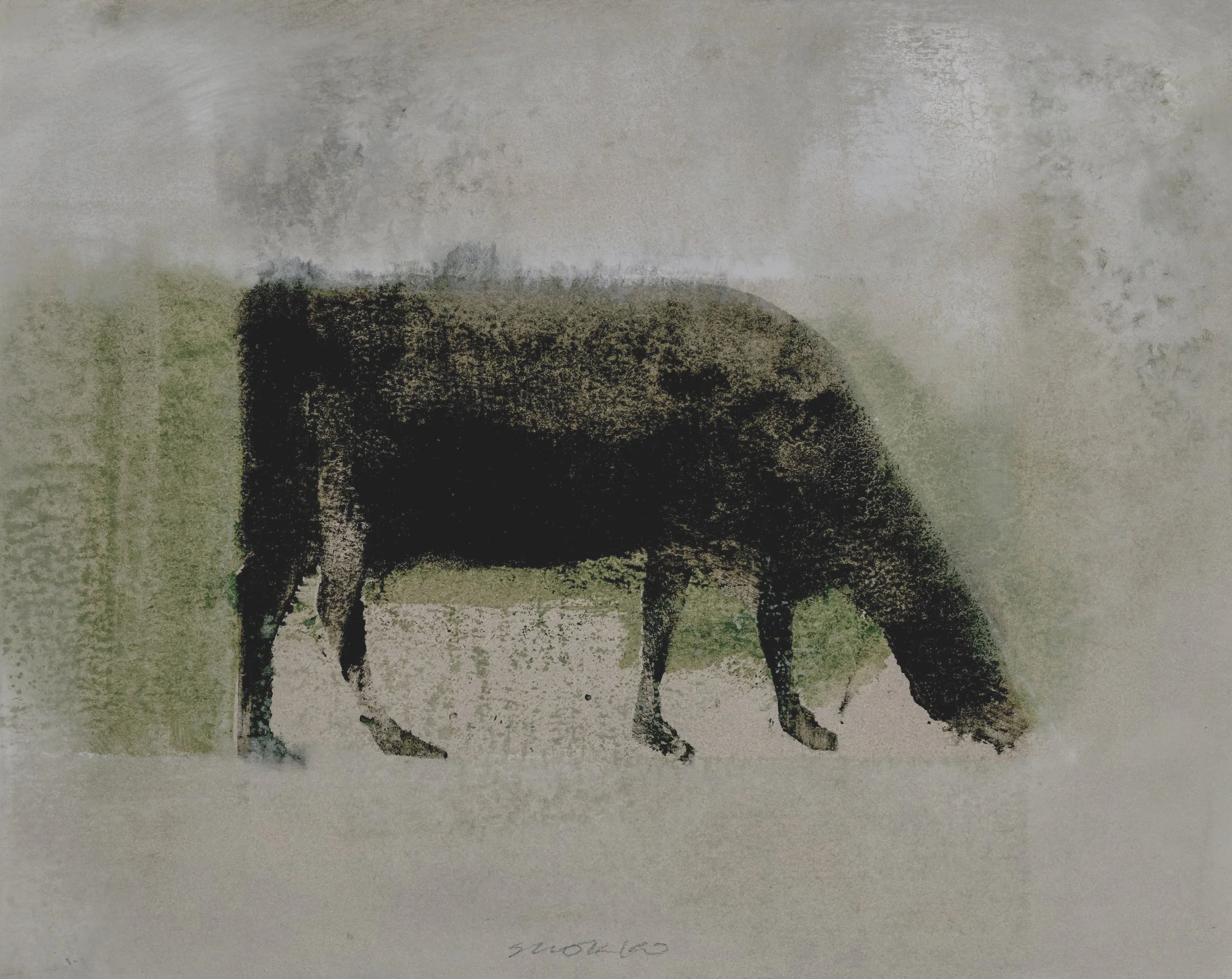 Grazing Cow