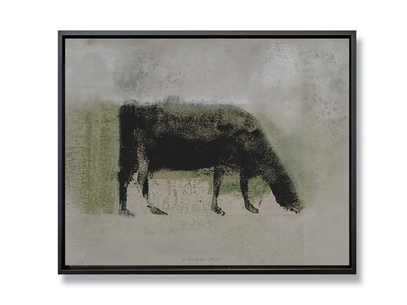 Angus: Grazing Cow XIII