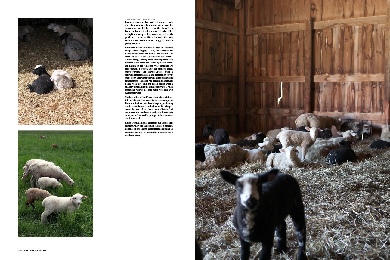 Shelburne Farms: House, Gardens, Farm, and Barns, lambs.