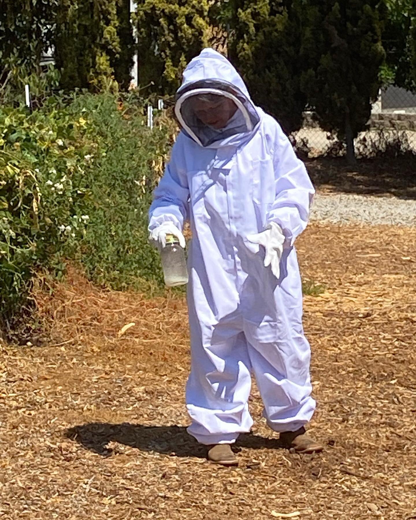 Despite being in a September heat wave here @mulberrylanefarm.somis, Karen Meier dons her new bee suit and feeds the bees a concoction of sugar and water to supplement the nectar found in our blossoms!  Our bee 🐝 hives&hellip;including our new @flow
