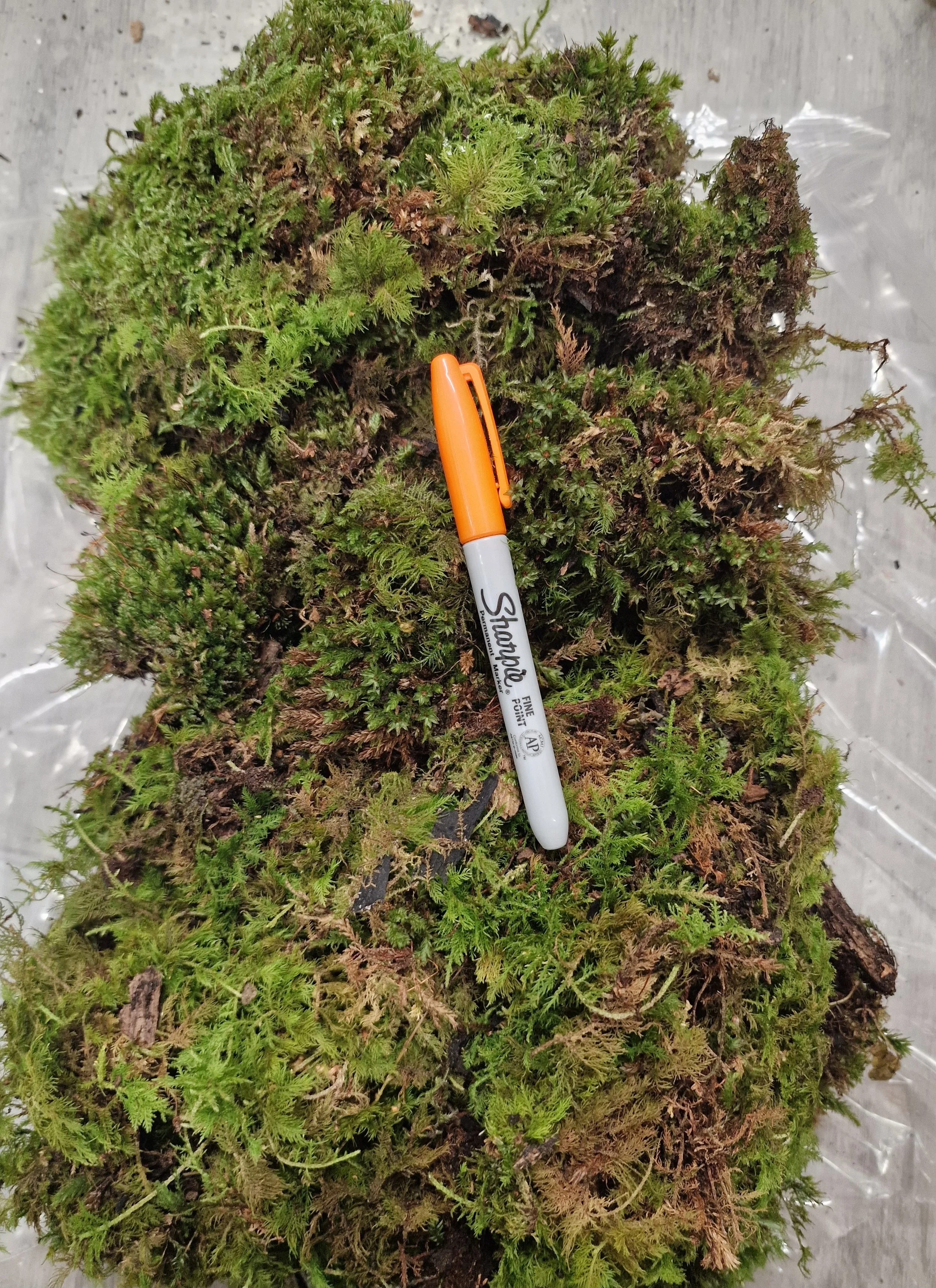 Sterilised live moss for isopods UK – organic and pest-free