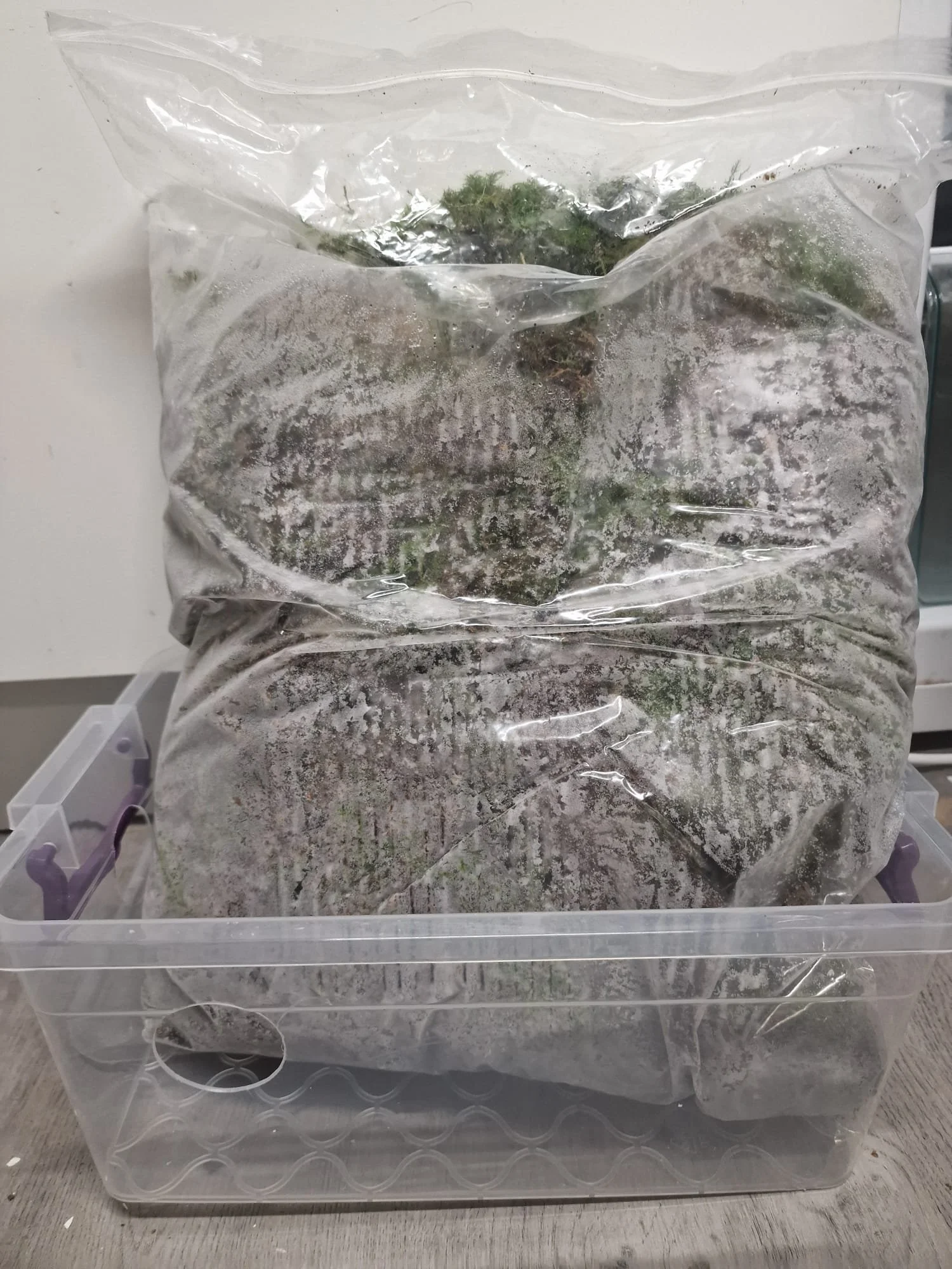 Freshly harvested UK moss for bioactive terrariums