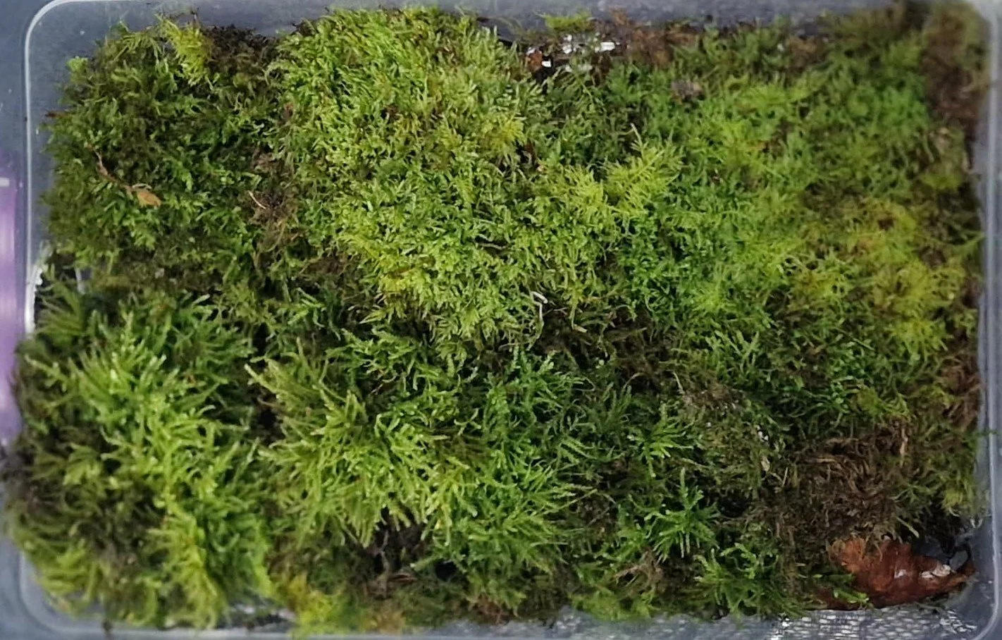 Moss.jpg