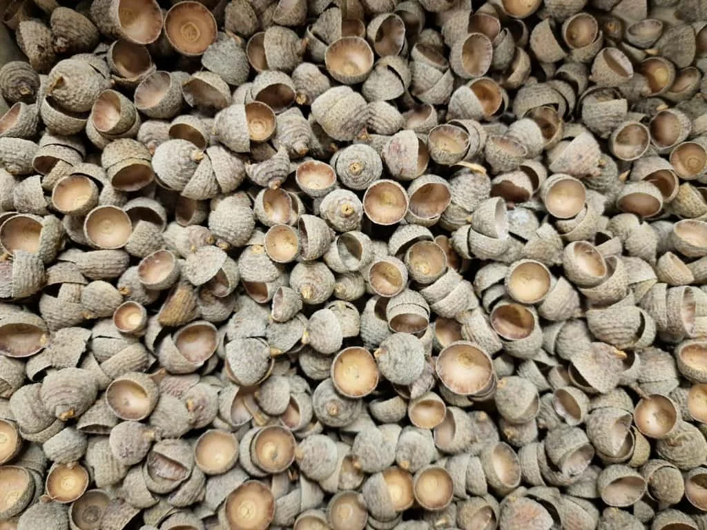 acorn caps.jpg