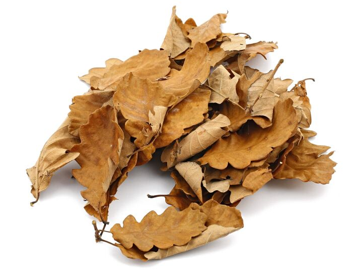 leaves.png