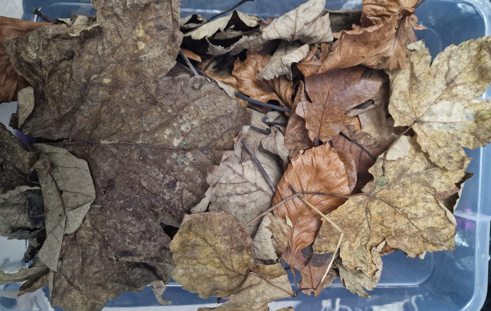 leaves.png