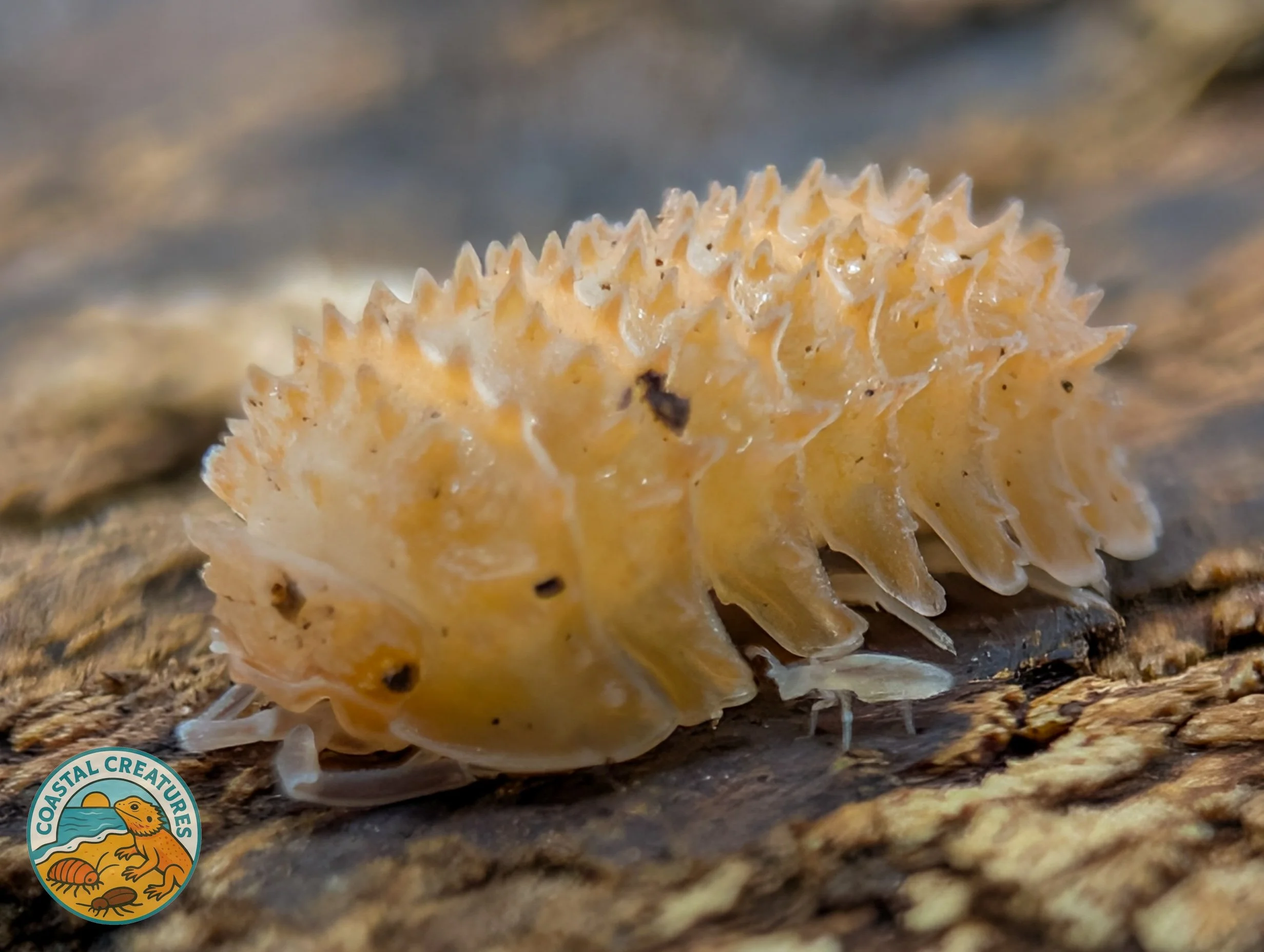 Cristarmadillidium Muricatum Pineapple Isopod