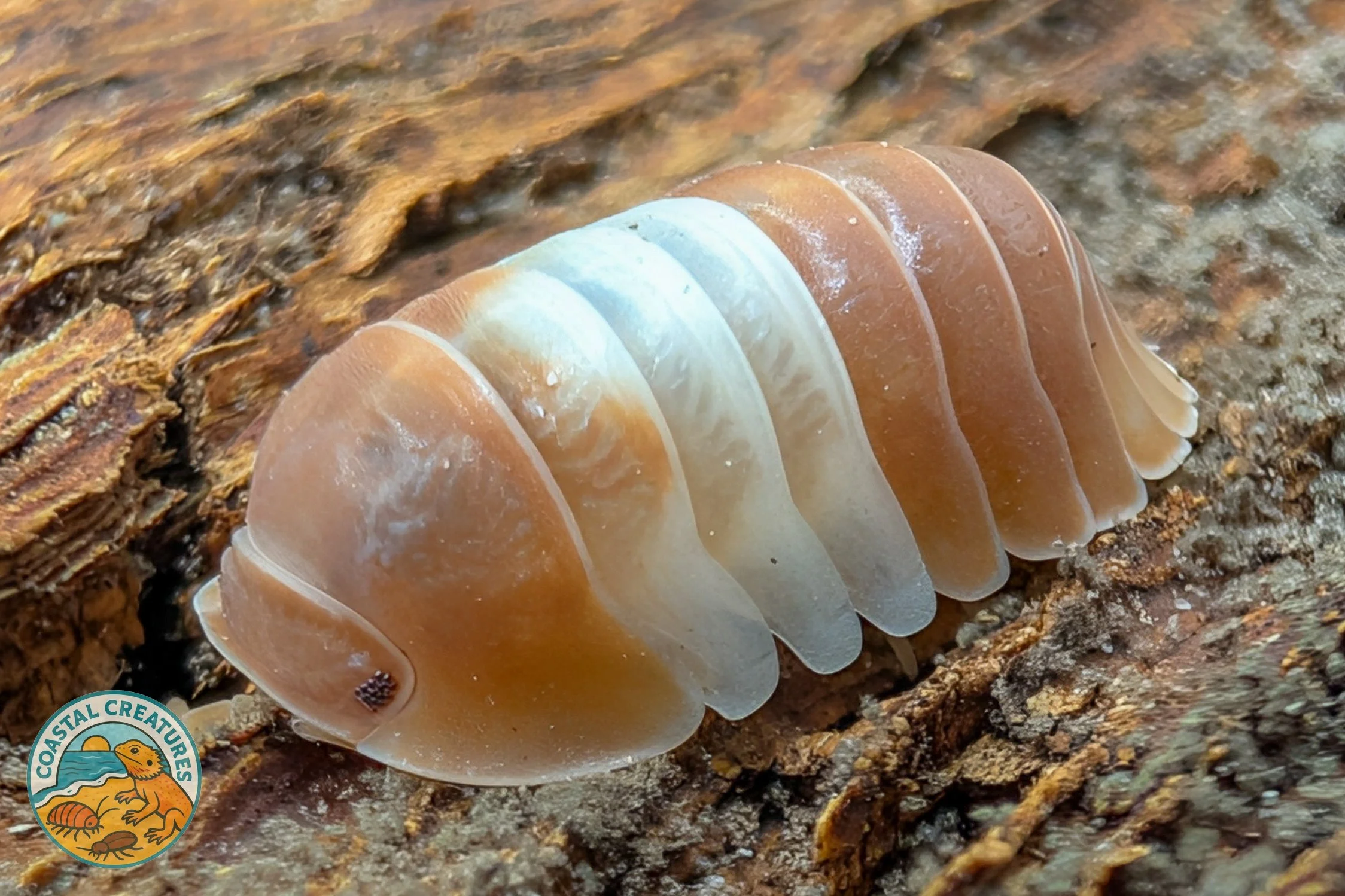 Cubaris sp Red Panda