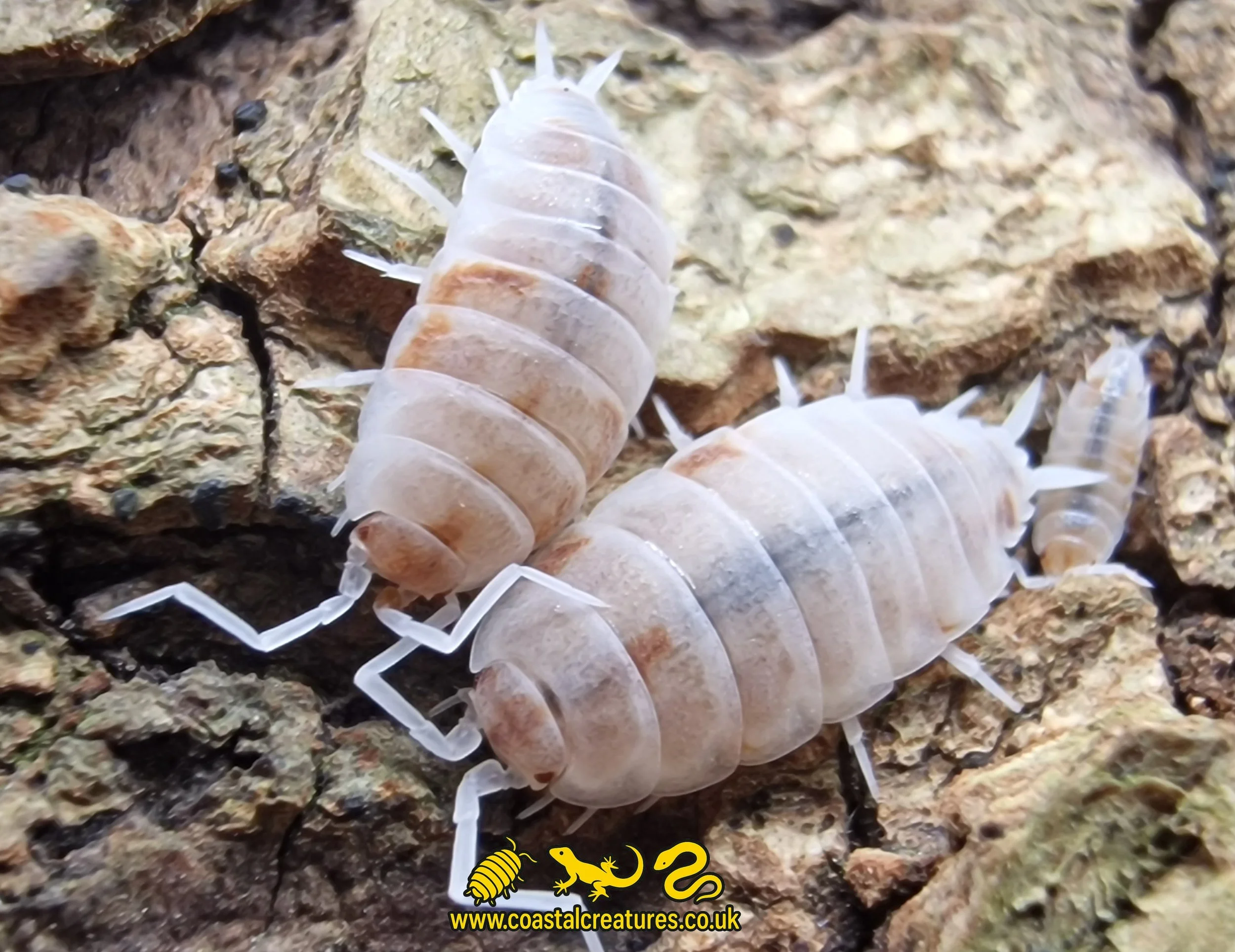 Porcellionides Pruinosus  Orange Pied Isopod