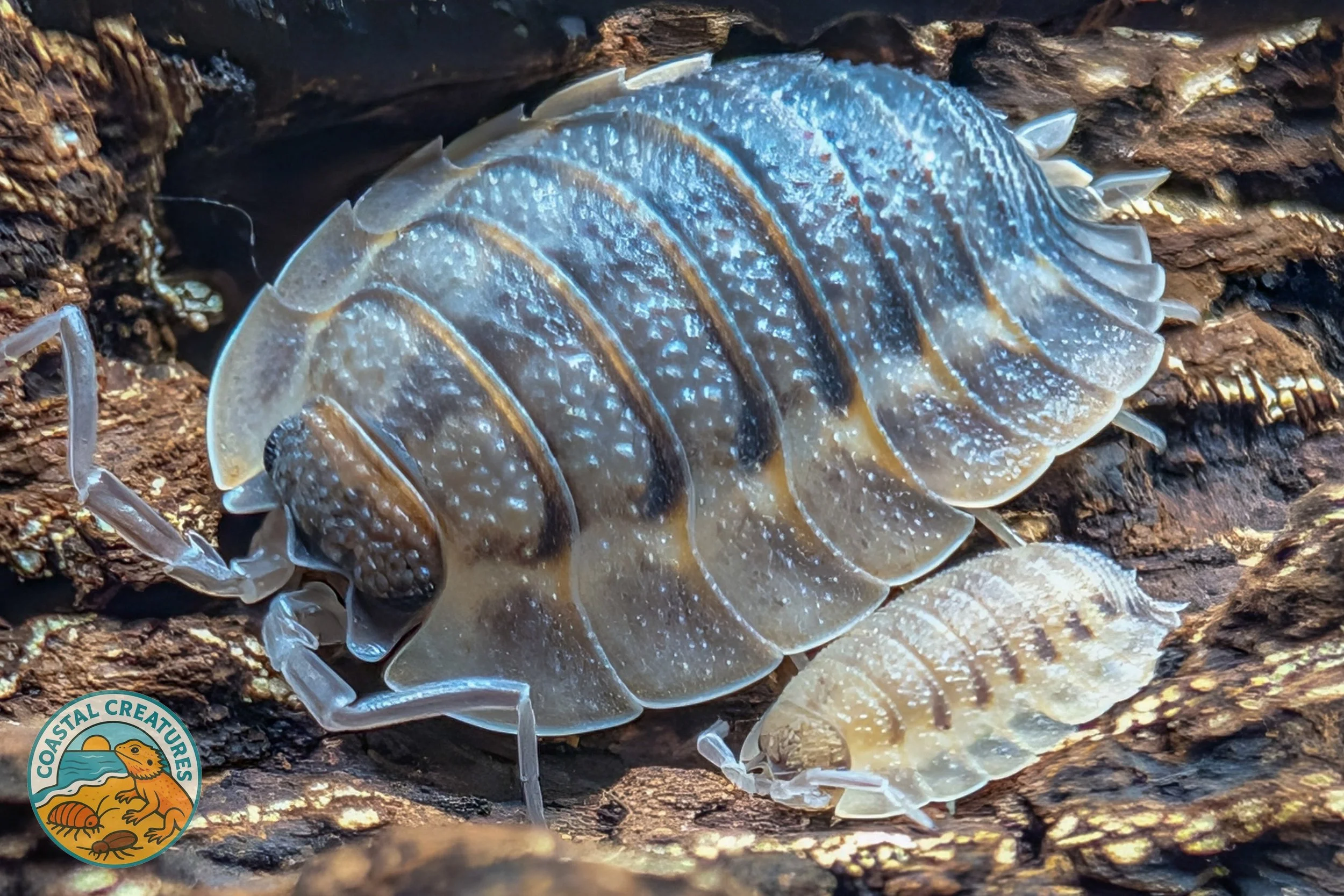 Porcellio Spatulatus Coros