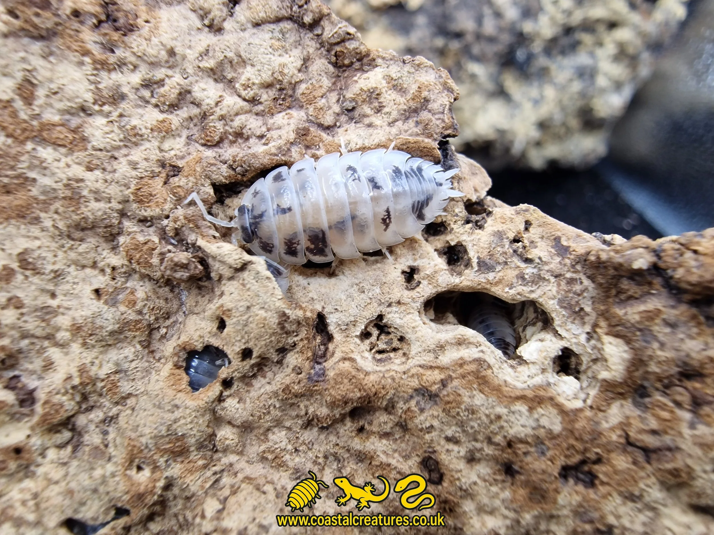 Porcellio laevis Dairy cow Isopod