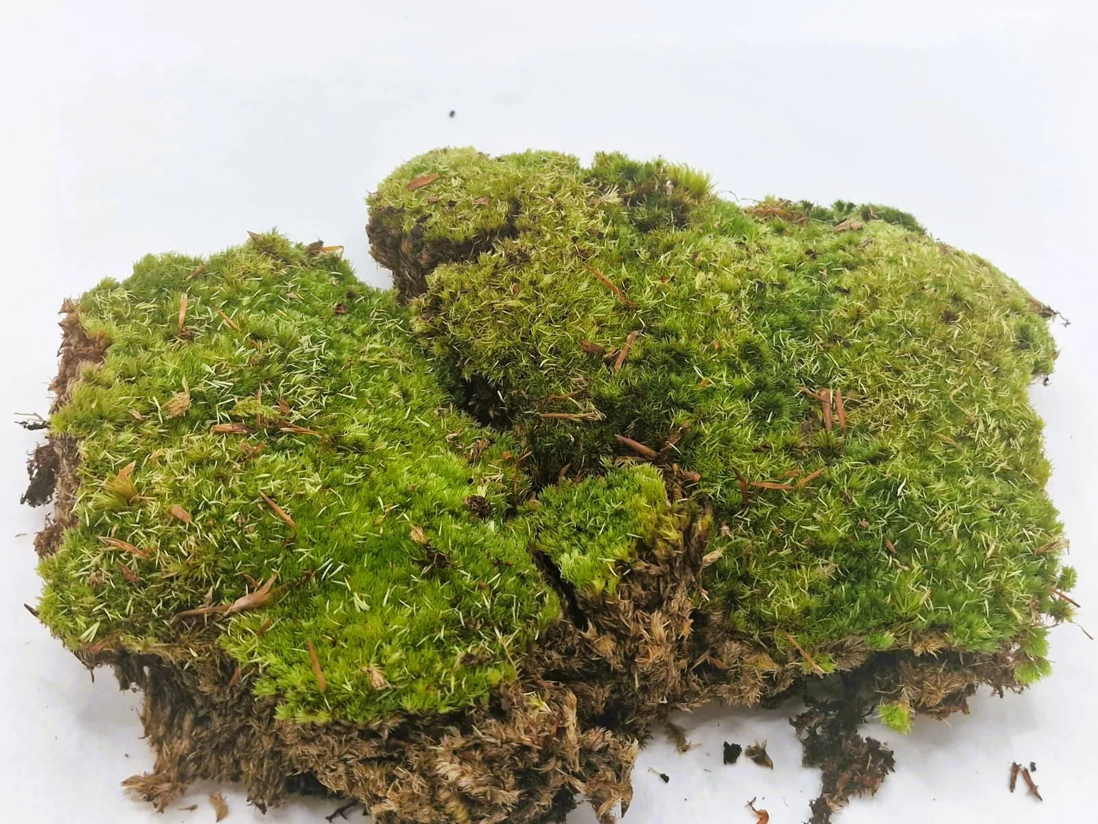 Cushion Moss 17cm x 12cm recatangle - Limited time