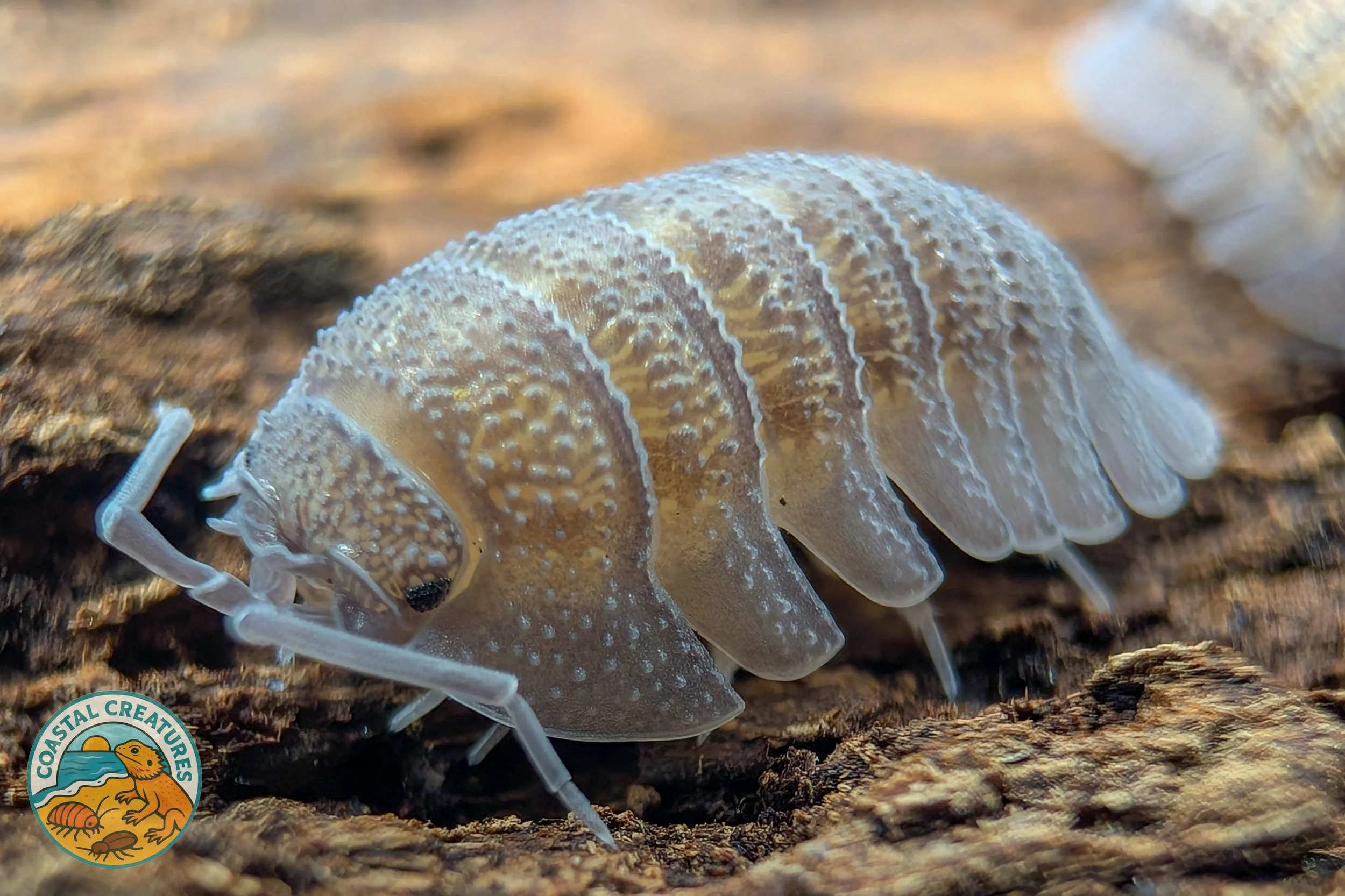 Armadillidium Peraccae Isopod