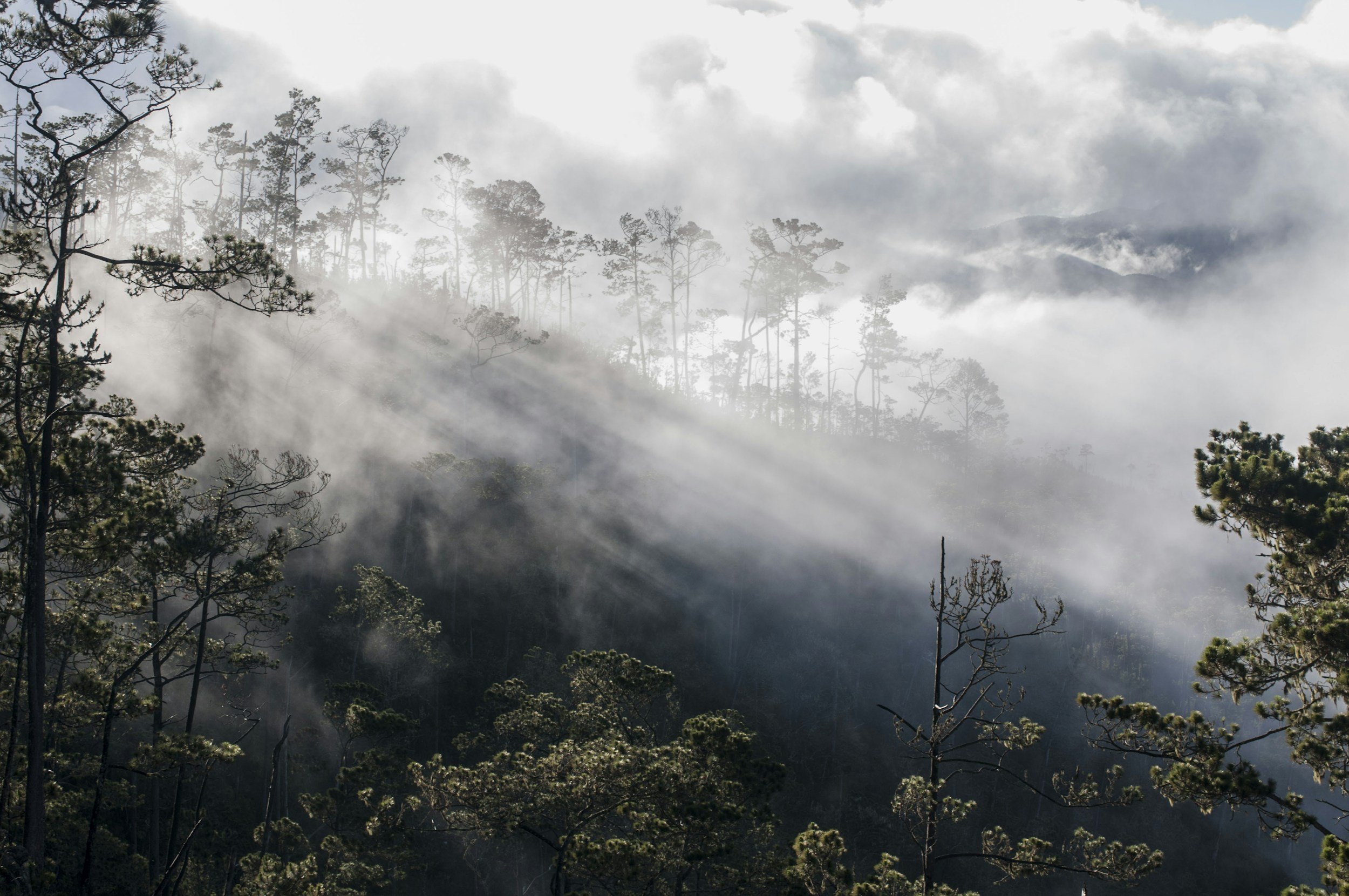 Sunlight beams through fog and clouds over a misty mountain forest with tall pine trees.