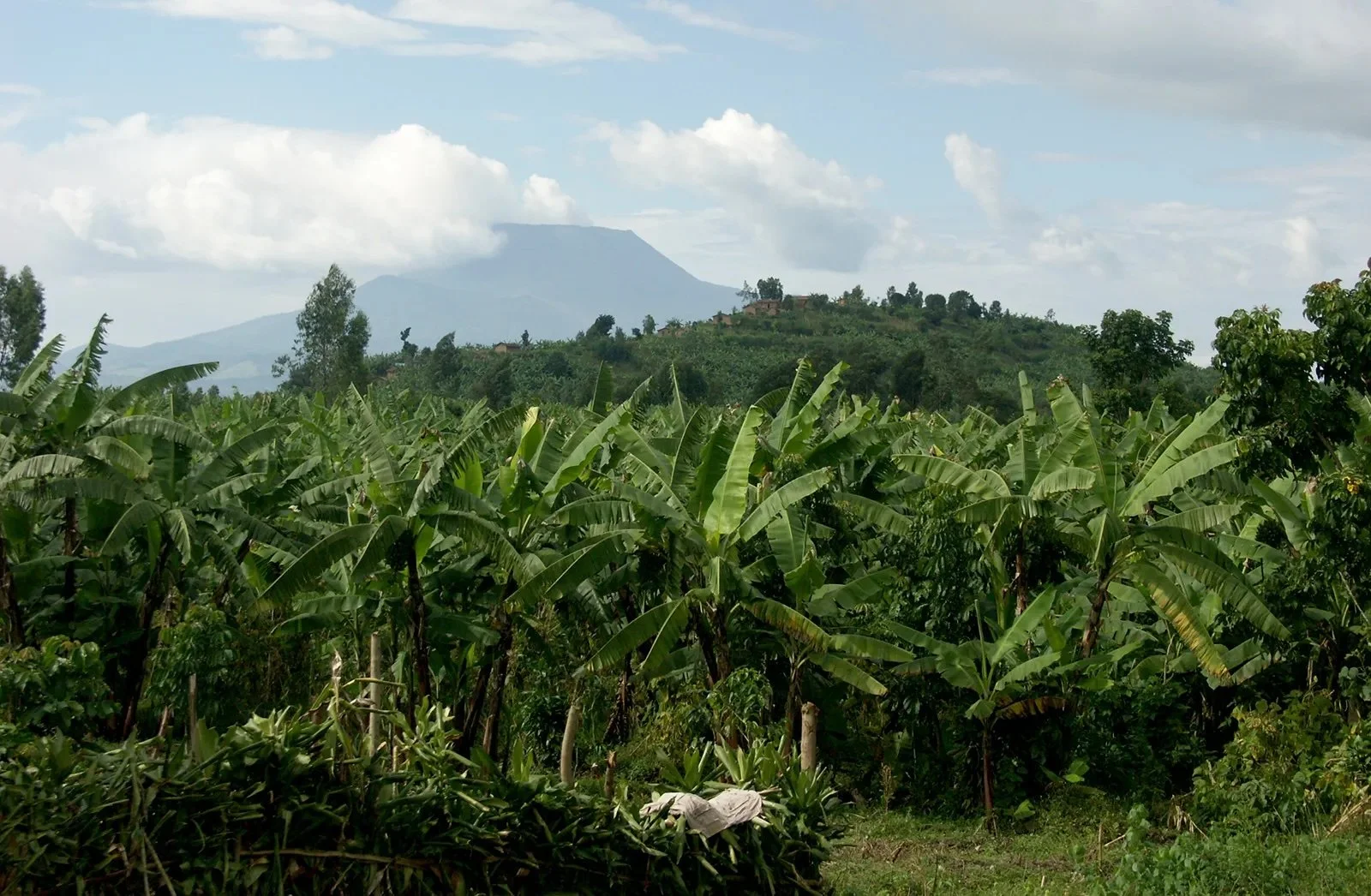A lush green agricultural field of banana plants with mountains in the background and cloudy sky overhead.