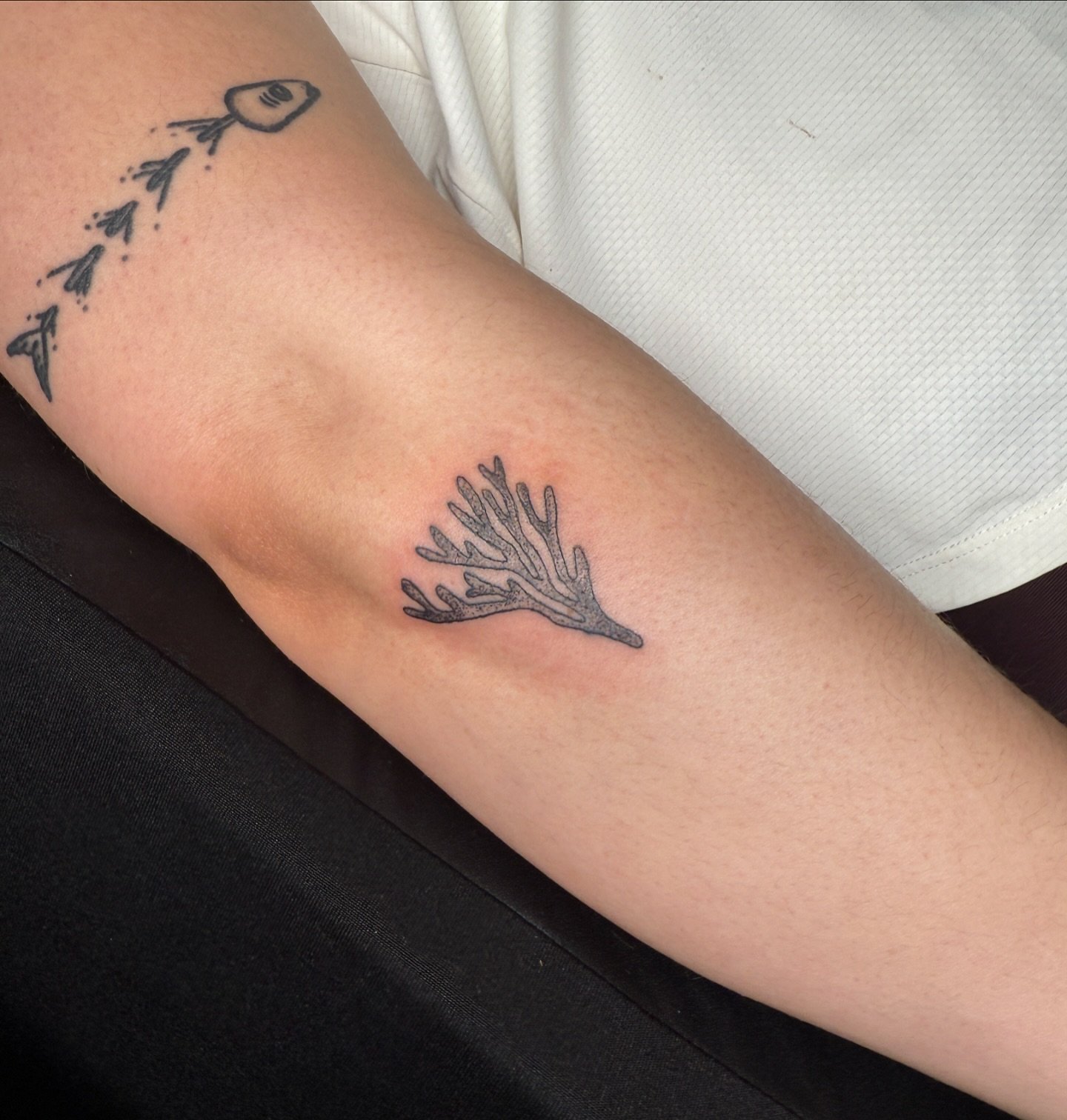 The cutest branch coral today 🪸🪸🐠

#coraltattoo #oceantattoo #nctattooartist #wilmingtonnctattoos #wilmingtonnctattoo