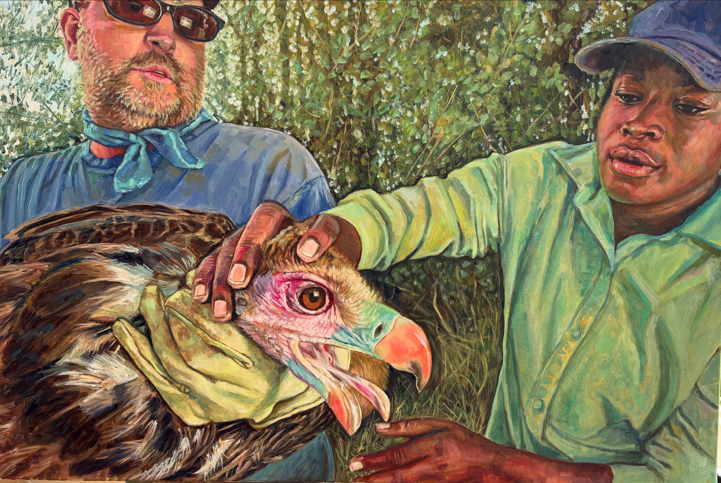 White headed vulture, the most endangered of vultures with conservationists. Gorongosa National Park, Mozambique