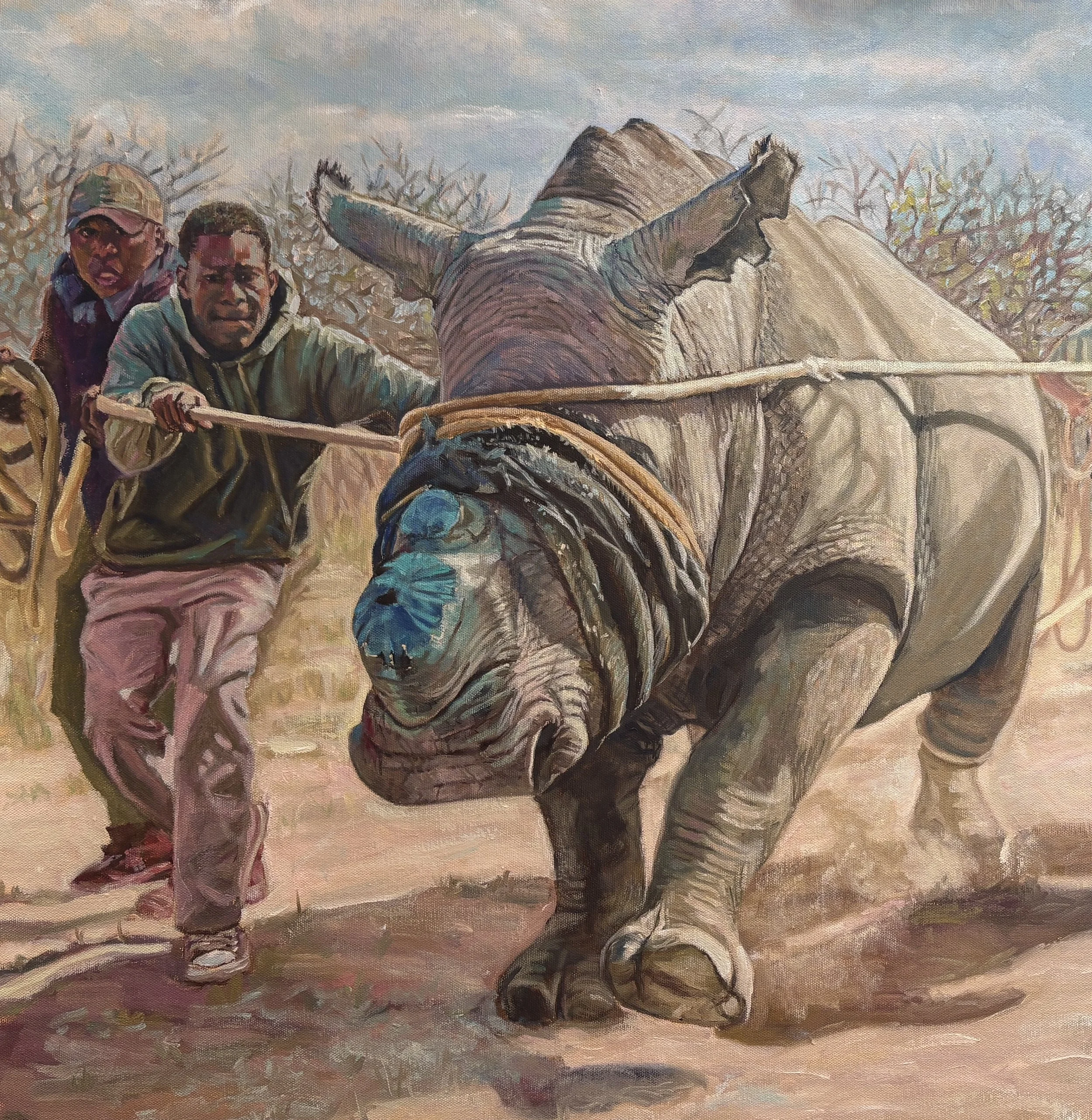 Dehorned white rhino, a procedure which deters poachers from killing these animals. Greater Kruger area, S. Africa