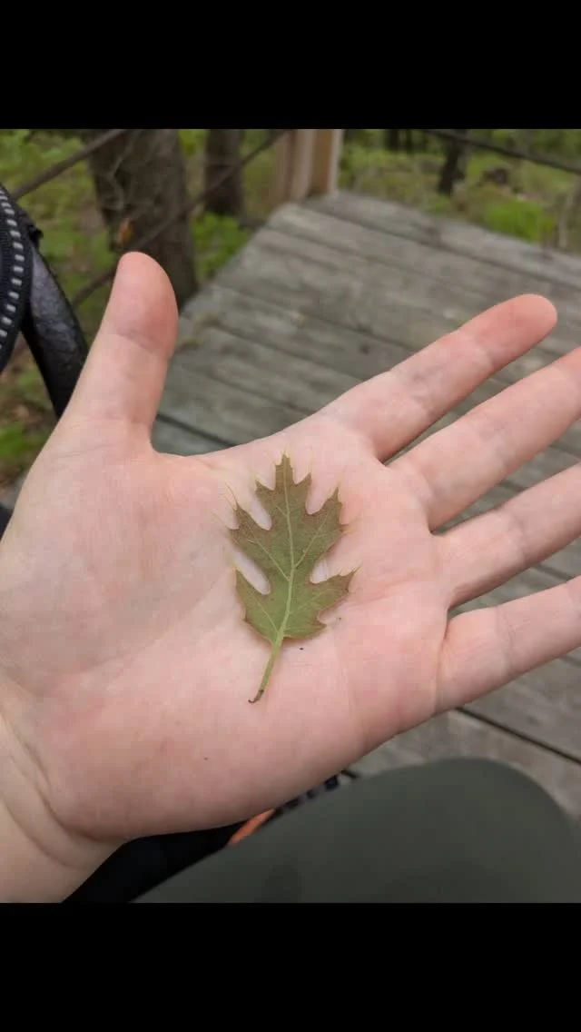 Communicating with Nature Allies or plant, element, and crystal spirits is a huge part of my work. They guide me every step of the way. A nature ally reading is what informs my 1:1 work and the creation of all my herbal products. The nature allies kn