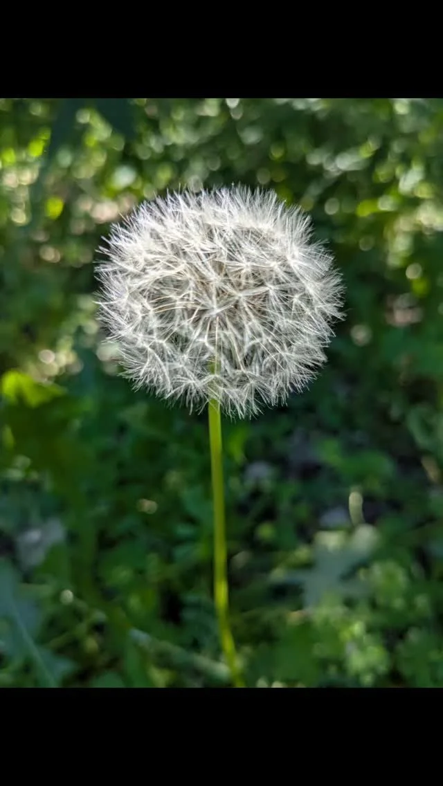 All the new possibilities waiting to be blown away on the wind. Each beautiful seed has the potential to create a million more dandelions and seeds. What a miracle life is. What new possibilities are you looking forward to?