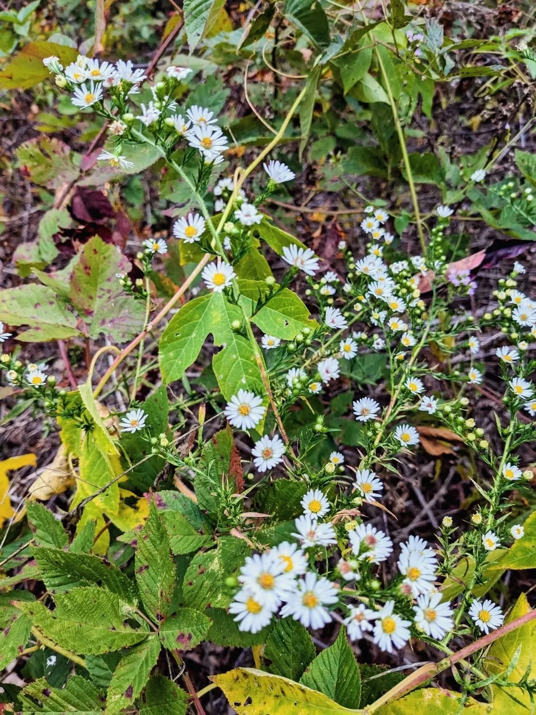 Daisy fleabane is popping up everywhere I turn. She wants us to know there is magic here. You just have to pay attention. Nothing needs to be done. Just be here.