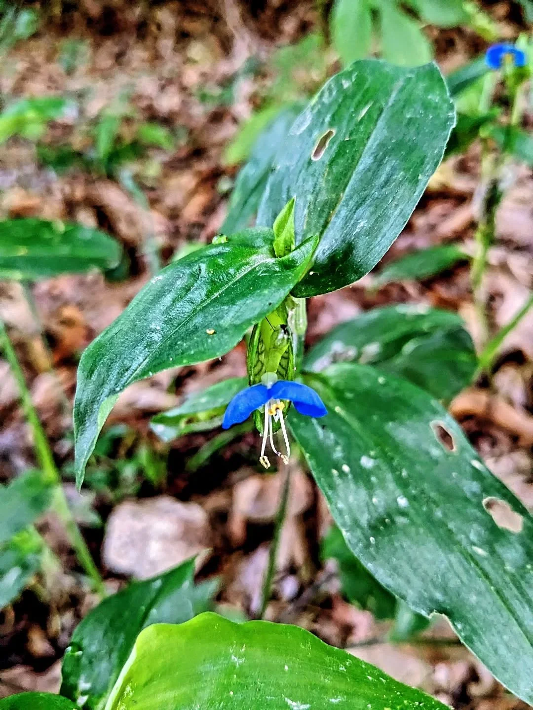 Asiatic Day flower here. I want to remind you to listen. It's all there for those who have ears to hear. Listen to the silence. Listen to the wind. Hear through the noise.