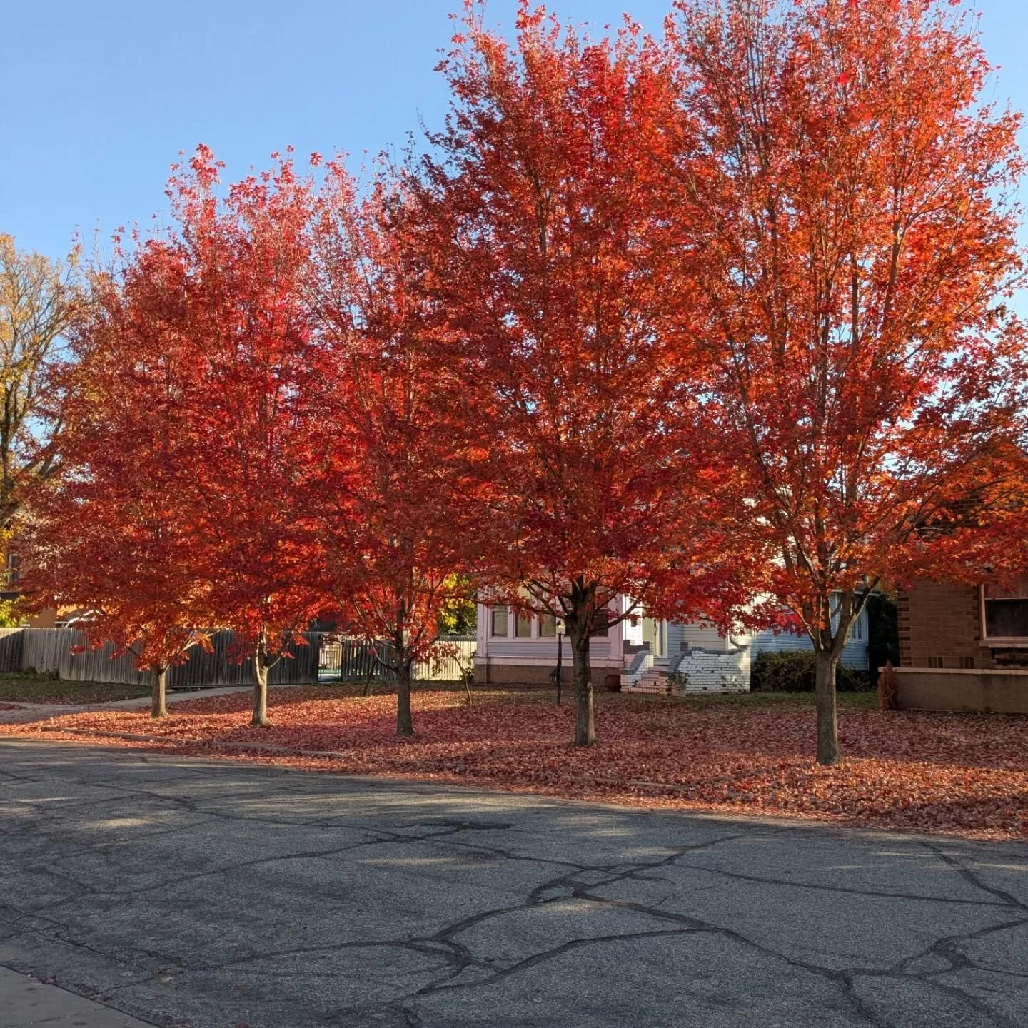 Seasons change as we must as well. Dropping and shedding just like the trees teach us. Allow the change.