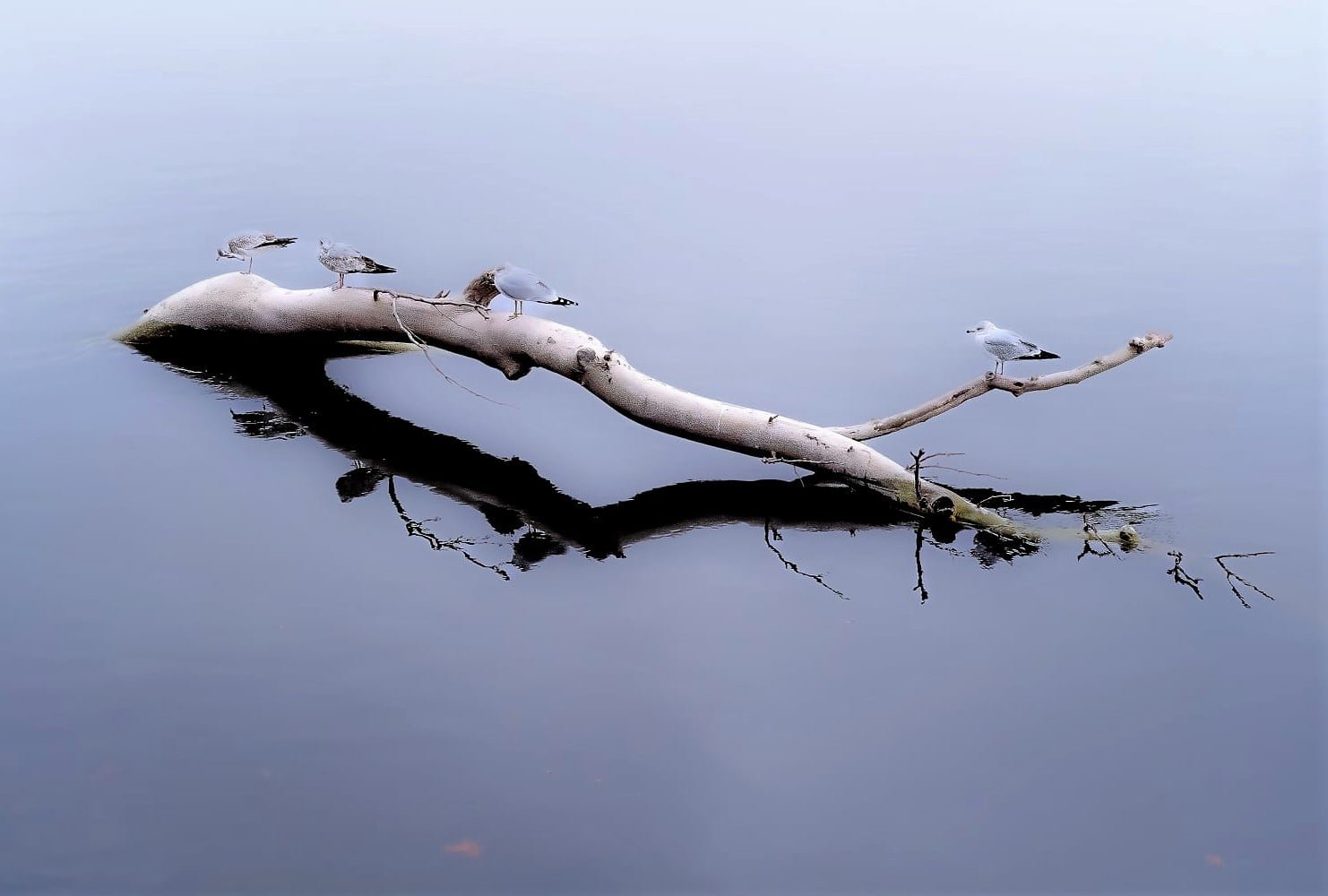 Bird&log.jpg