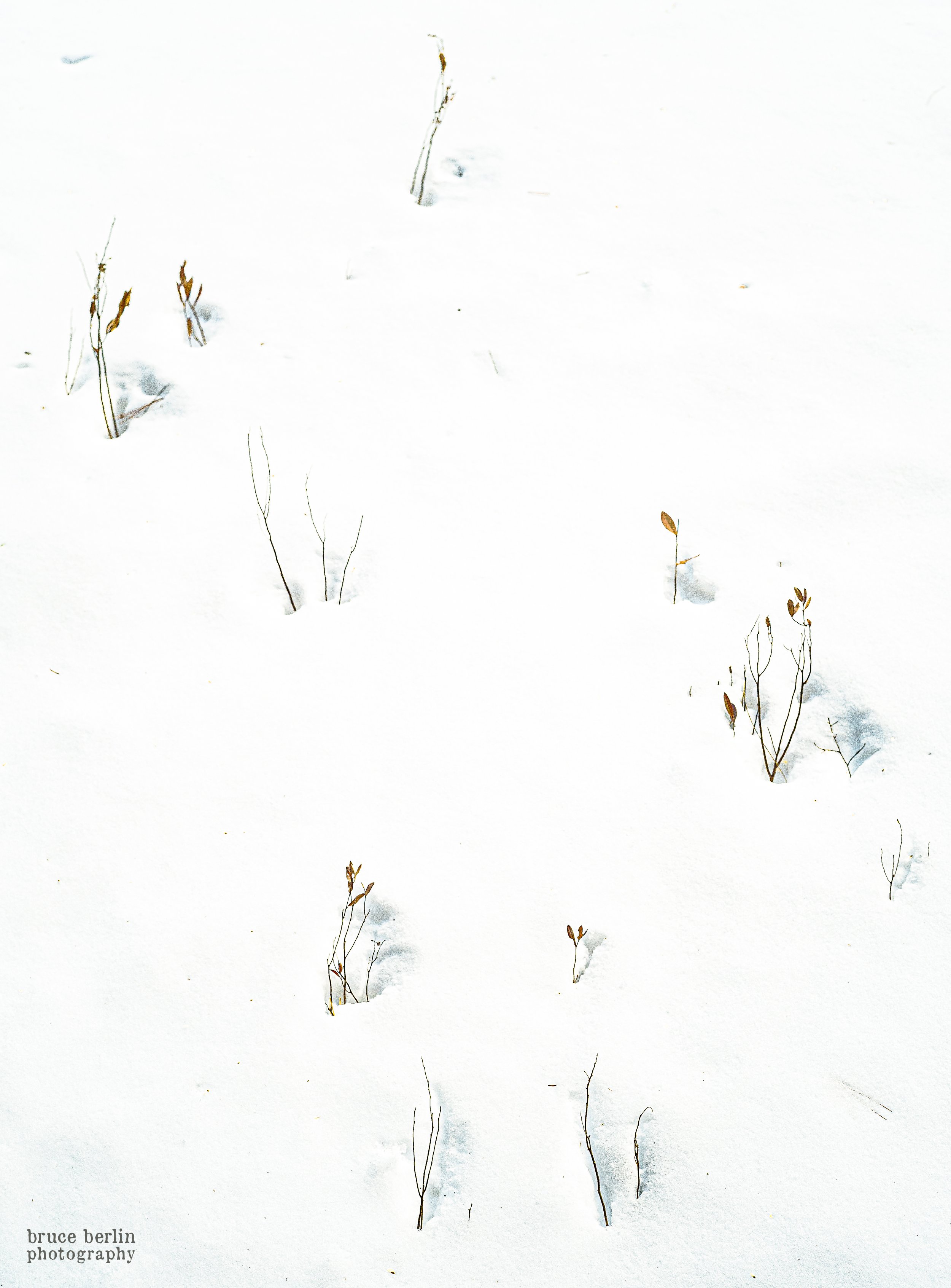 Nature Print in the Adirondacks-1.jpg