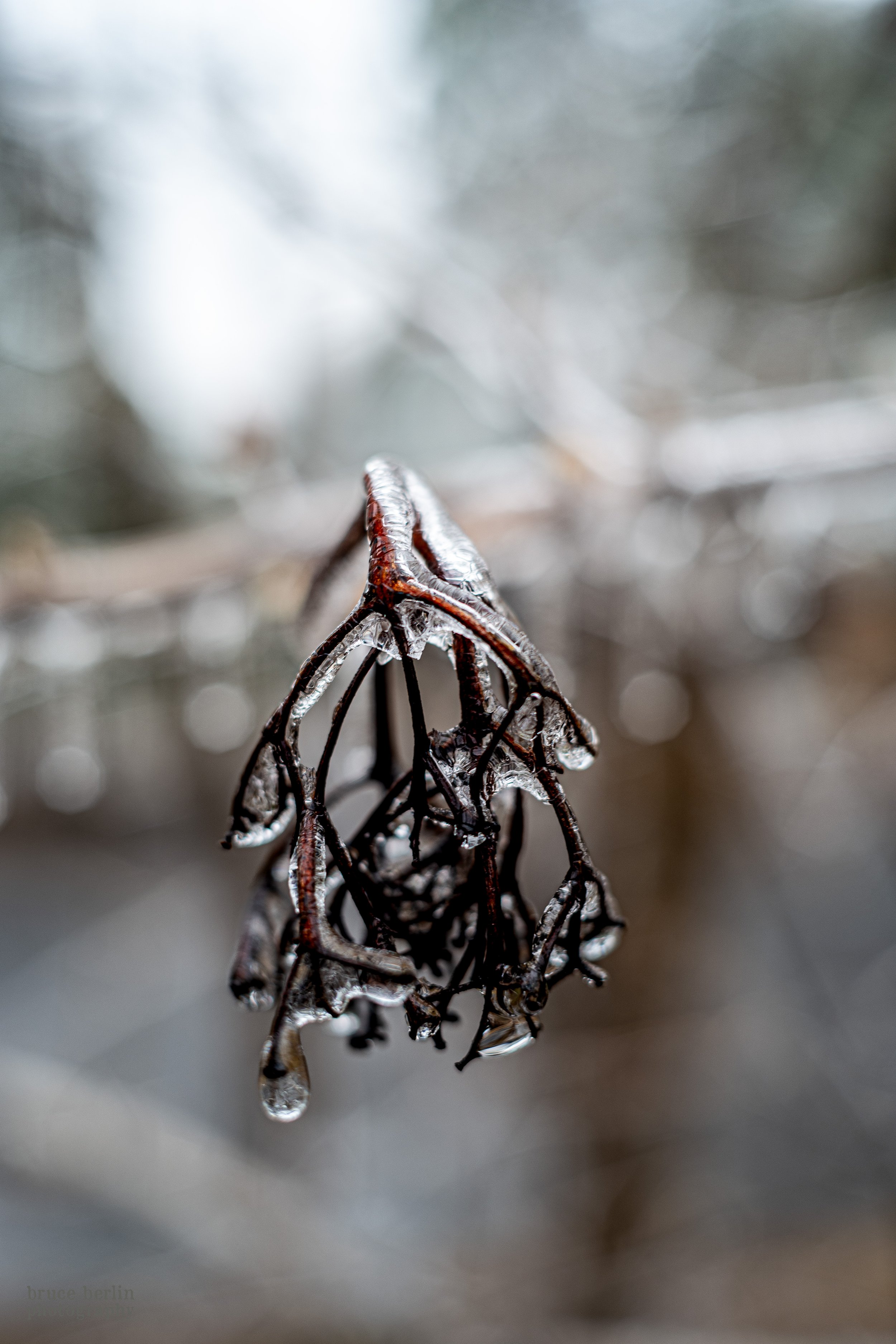 Winter Fragment 2.jpg