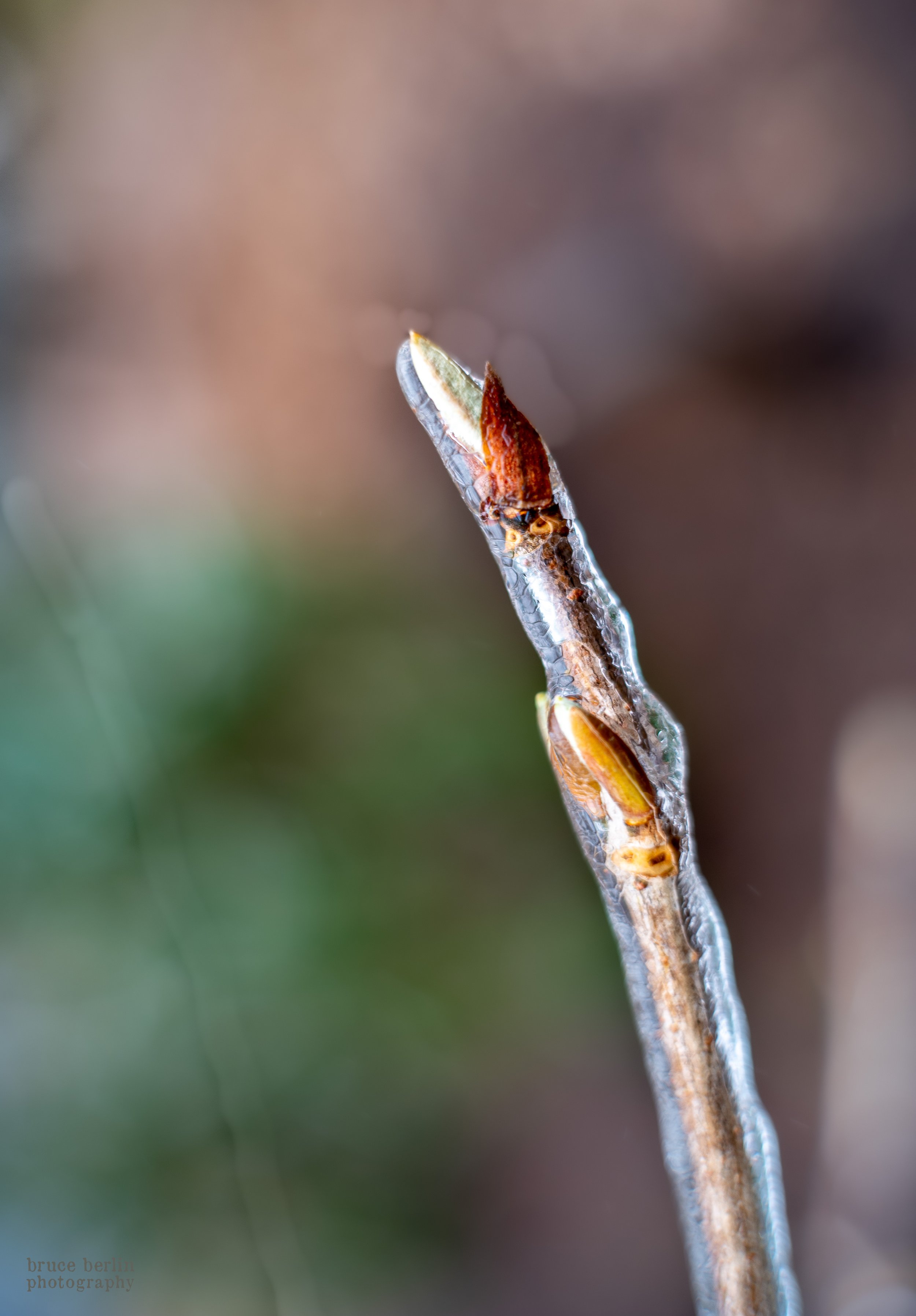 Winter Fragment 3.jpg