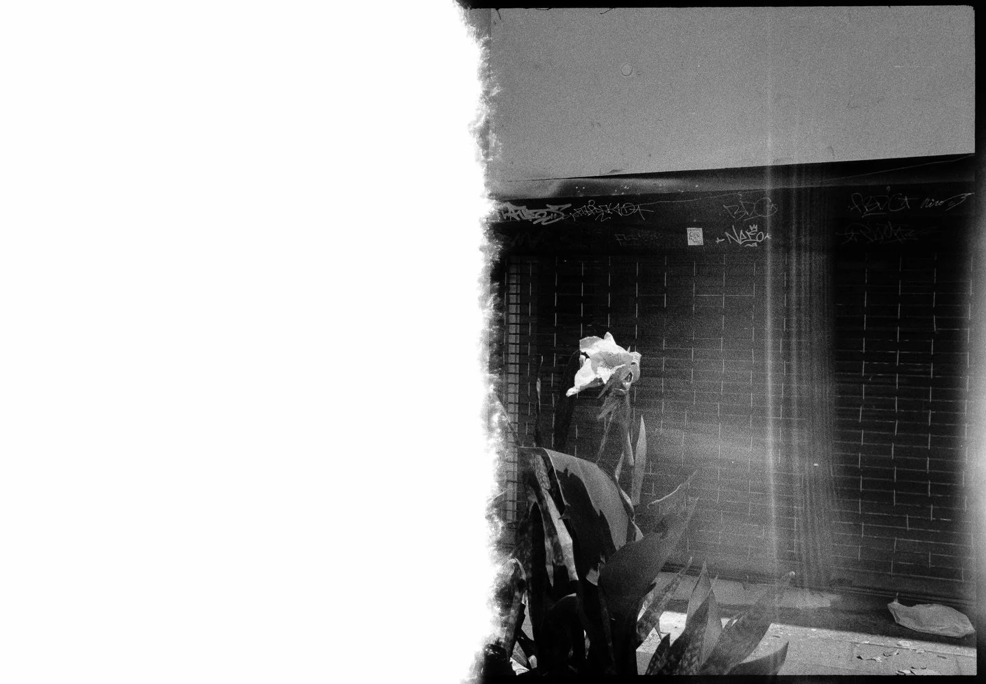 Primeras del rollo por ah&iacute; por R&iacute;o Piedras
2024-2026
&bull;
&bull;
&bull;
&bull;
&bull;
&bull;
&bull;
&bull;
&bull;
#trix400 #hp5plus #kentmere400 #bwxx #tmaxp3200
